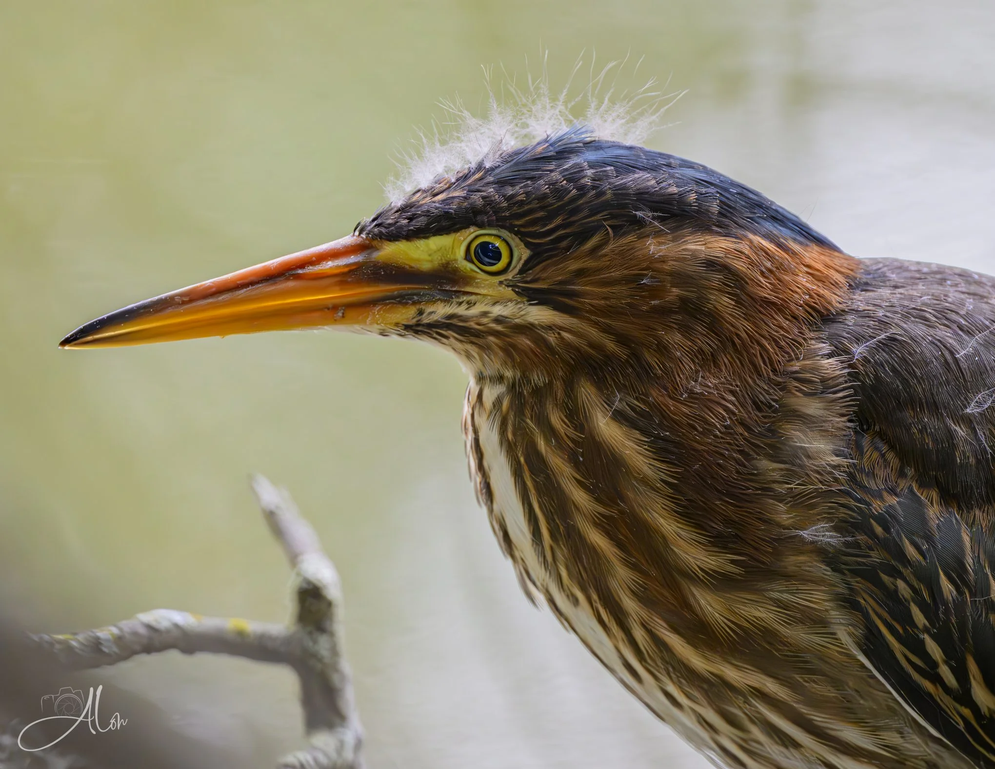 Gaining Confidence (Green Heron) 20260711_0187