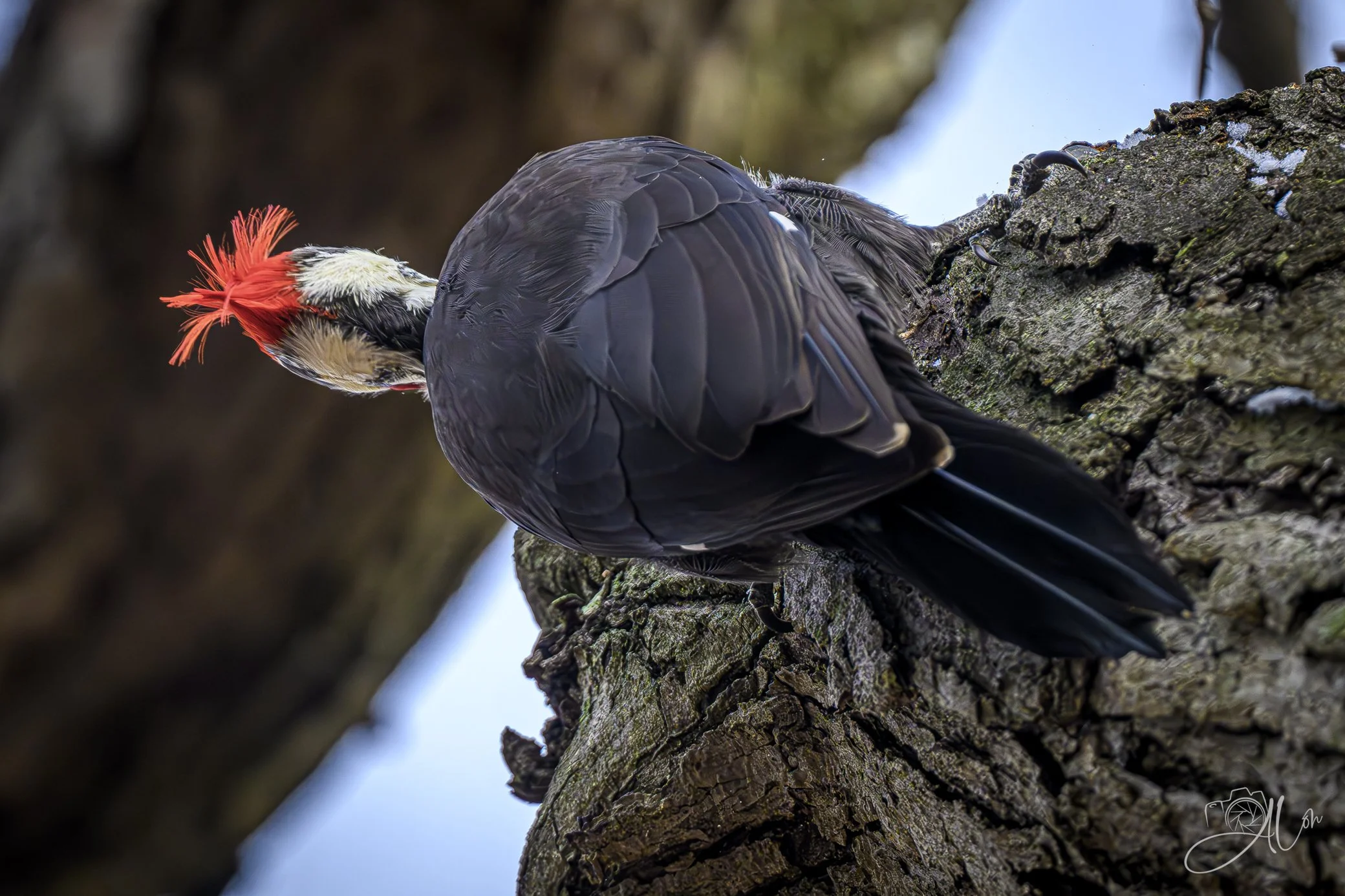 Pencil Neck
(Pileated Woodpecker)
0Z83176
