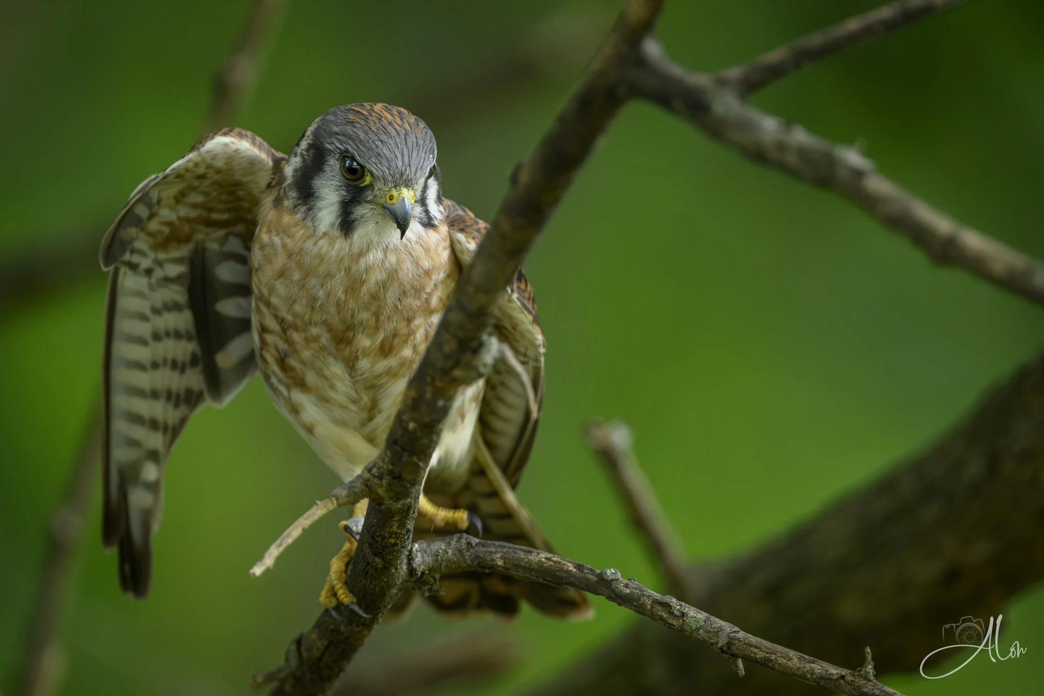Smell My Armpit! (American Kestrel)081226_0140
