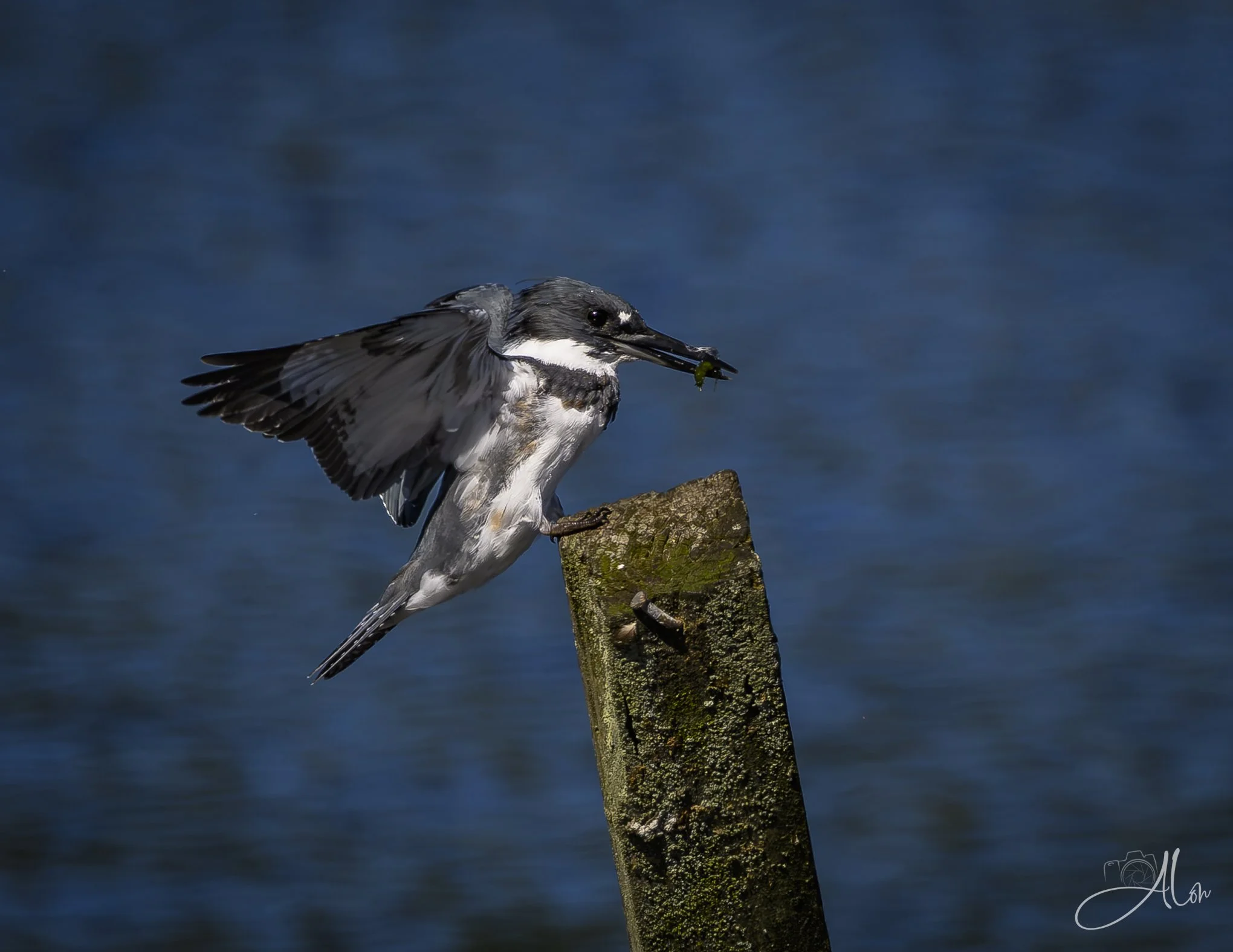 Made it Look Easy (Belted Kingfisher) 081226_0042