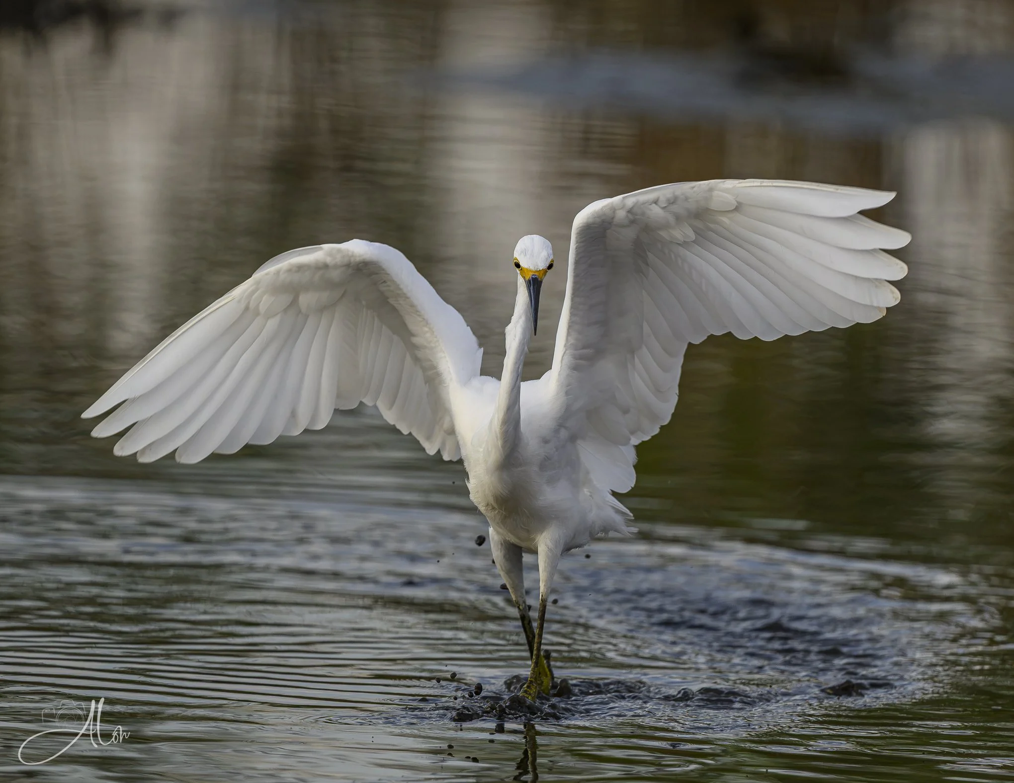 Flashy Arrival (Snowy Egret) 082826_6235