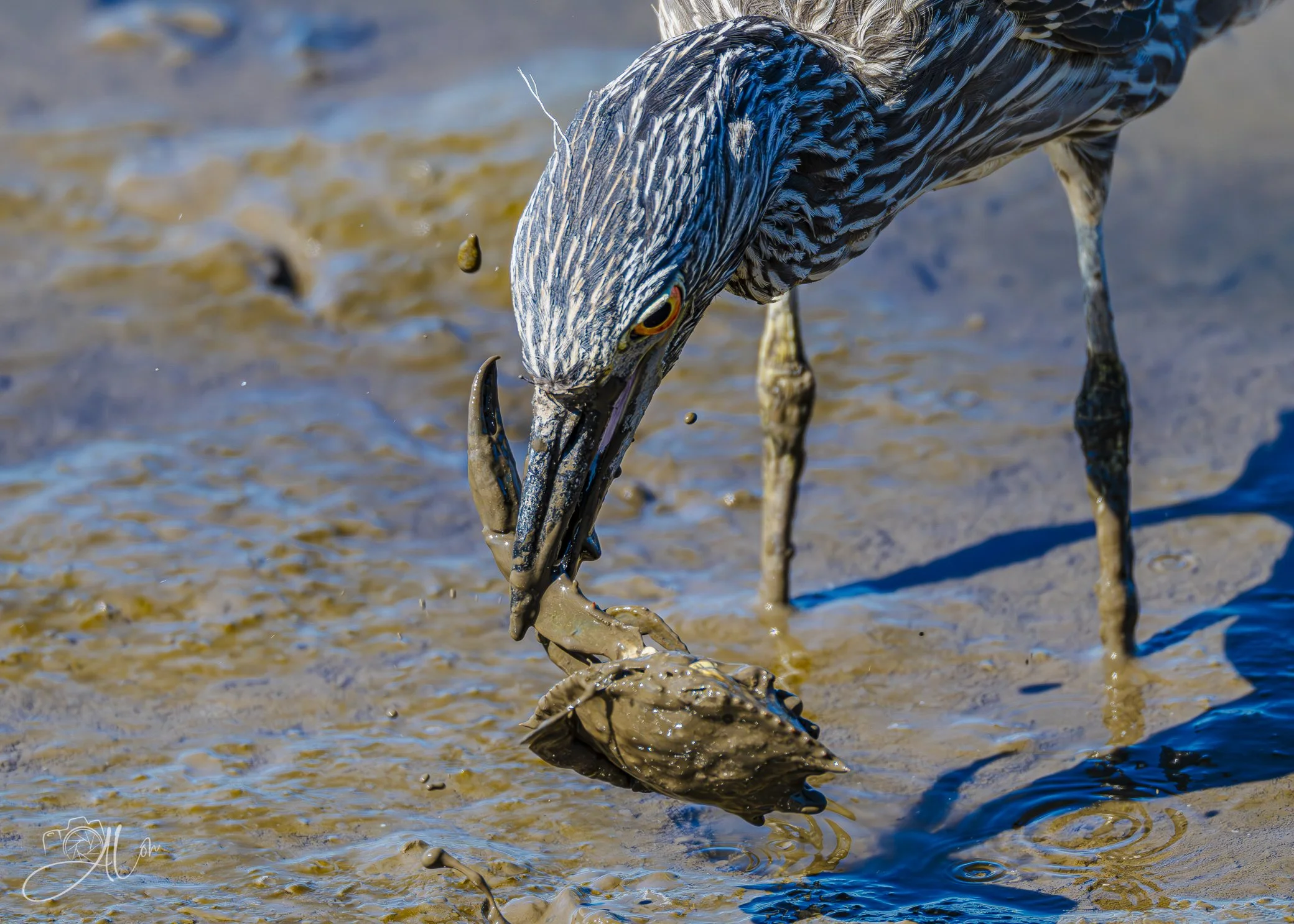 Crab Legs
(Yellow-Crowned Night Heron)
0Z85401