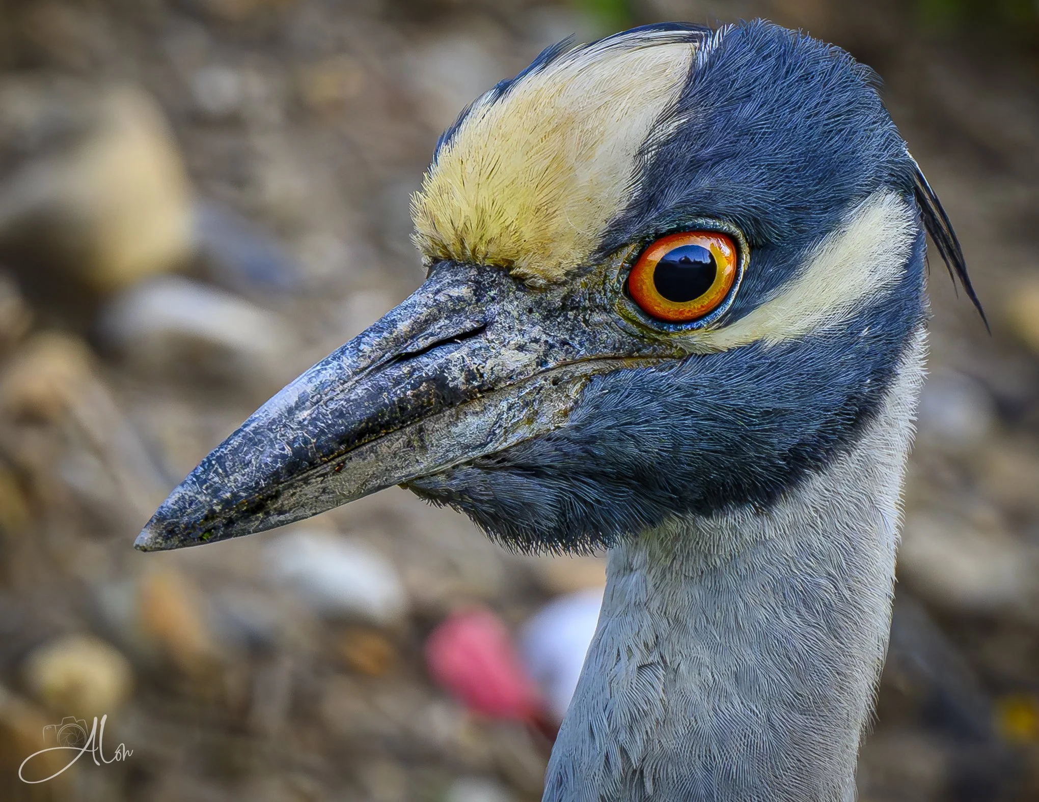 Swelling (Yellow-Crowned Night Heron) Z8062526_2216
