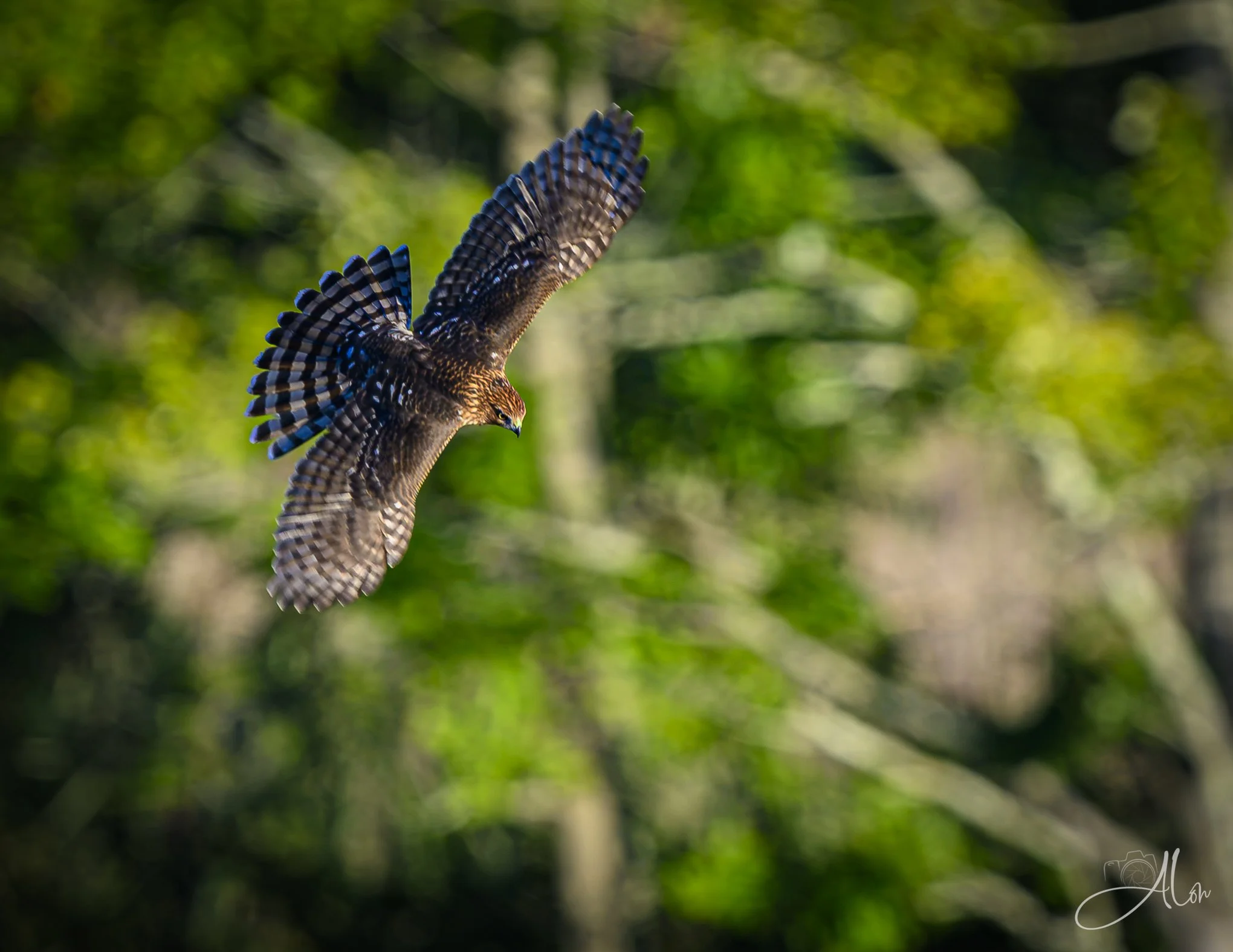 Not a Goose Chase (Cooper's Hawk) 081226_0002