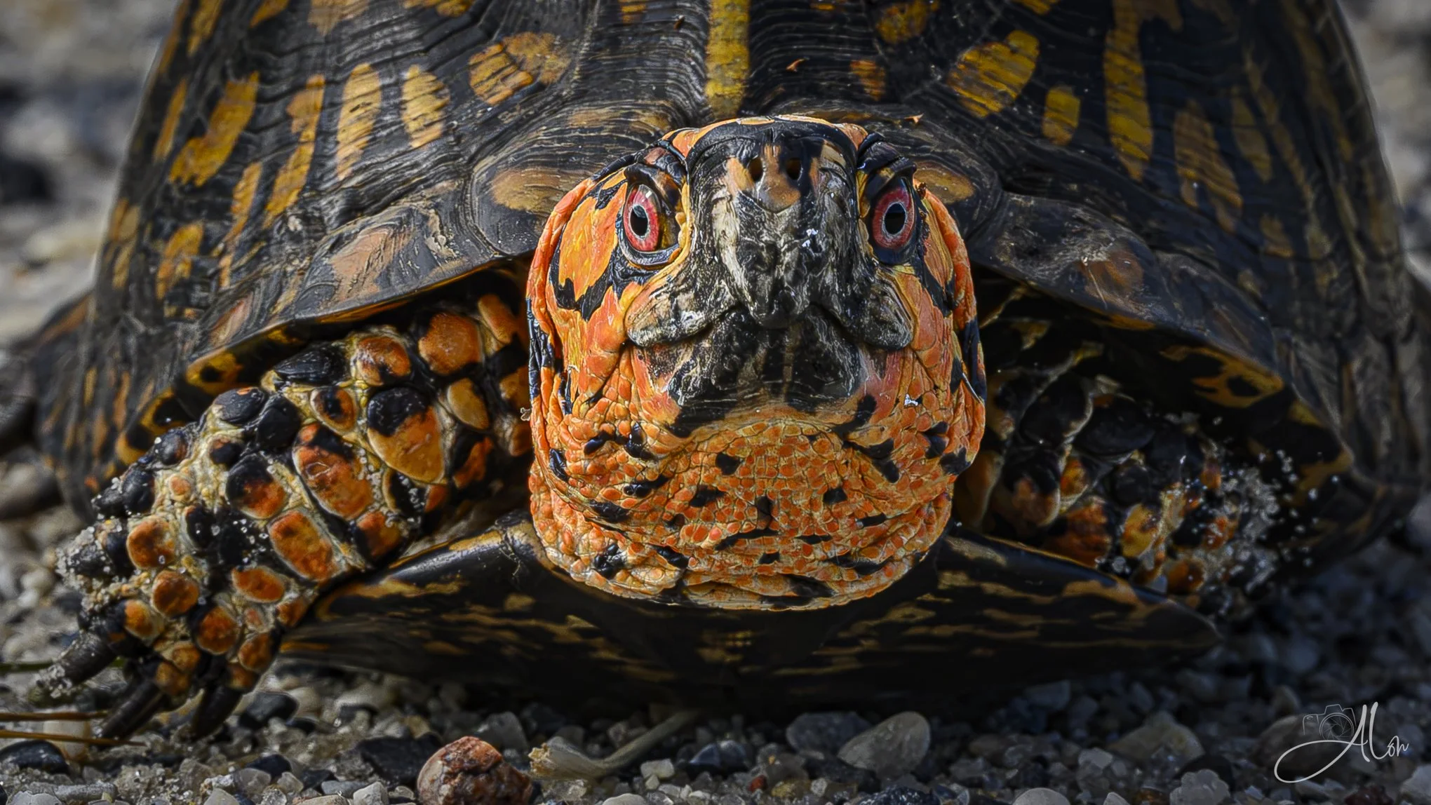 Not a Good Spot (Woodland Box Turtle) 082126_8683