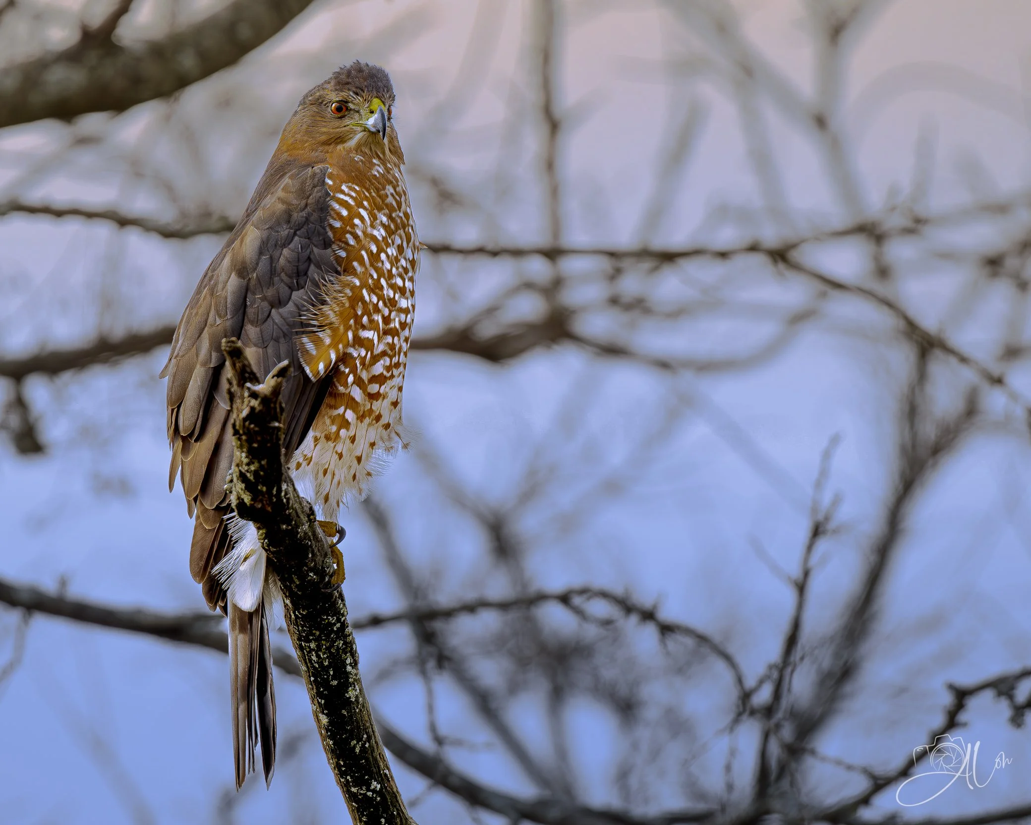 Balance Beam
(Cooper's Hawk)
0Z85846