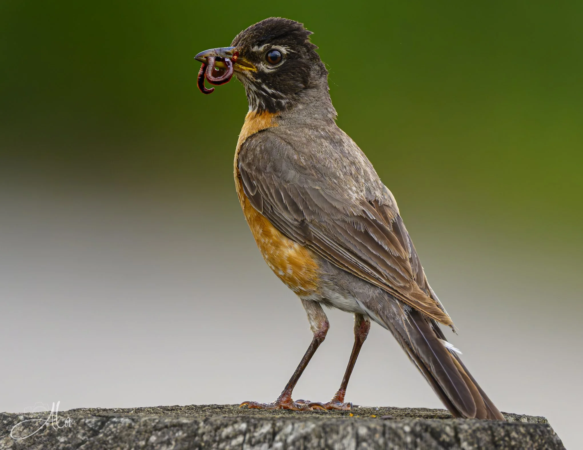 Not So Early at 6:30 pm (American Robin) 072726_2608