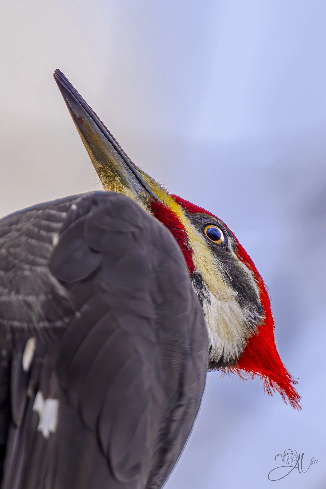 Shrug It Off
(Pileated Woodpecker)
0Z83958