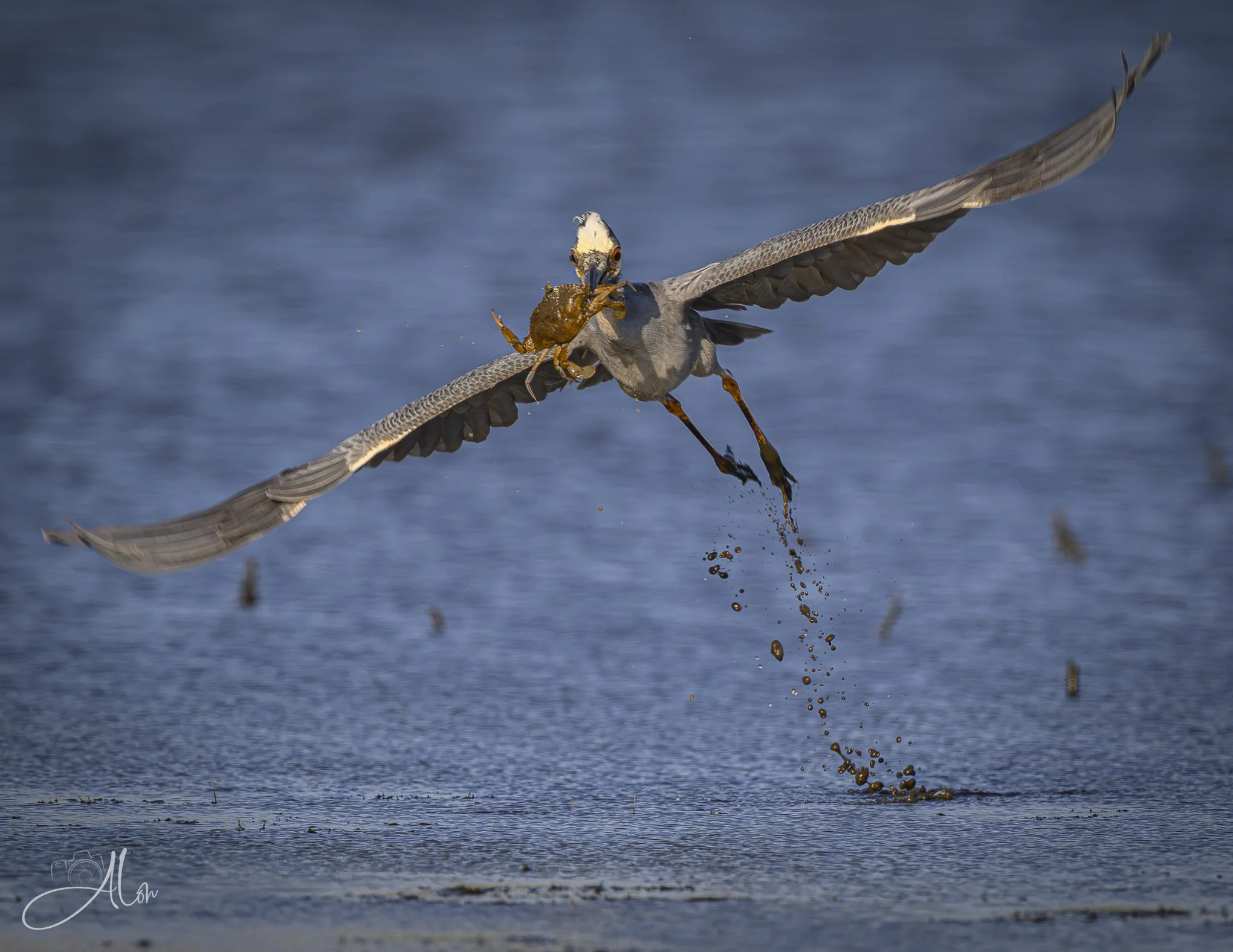 Crabby Passenger (Yellow-Crowned Night Heron) Z8070226_1378