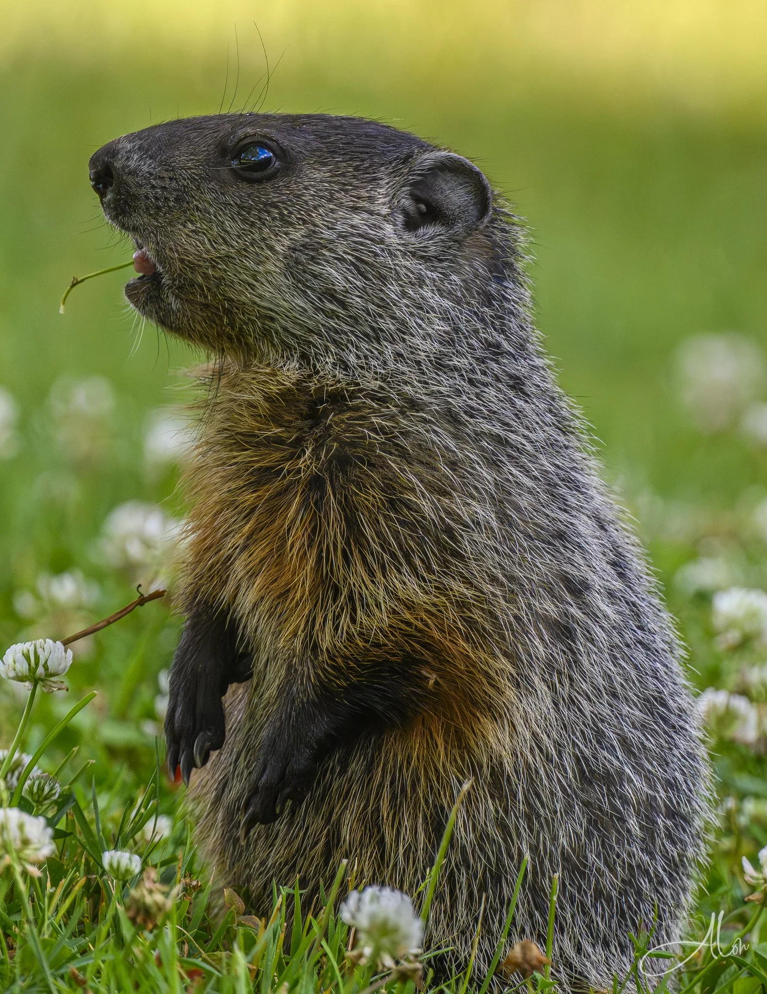 Hillbilly Grass Trick (Groundhog) 06-18-26_0Z8_3468