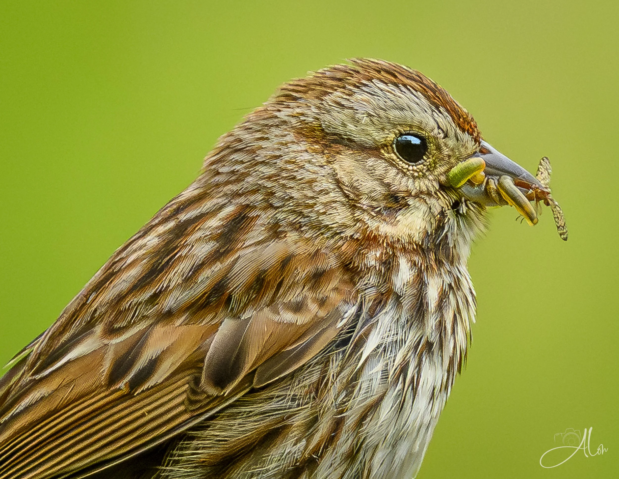 Song Sparrow
