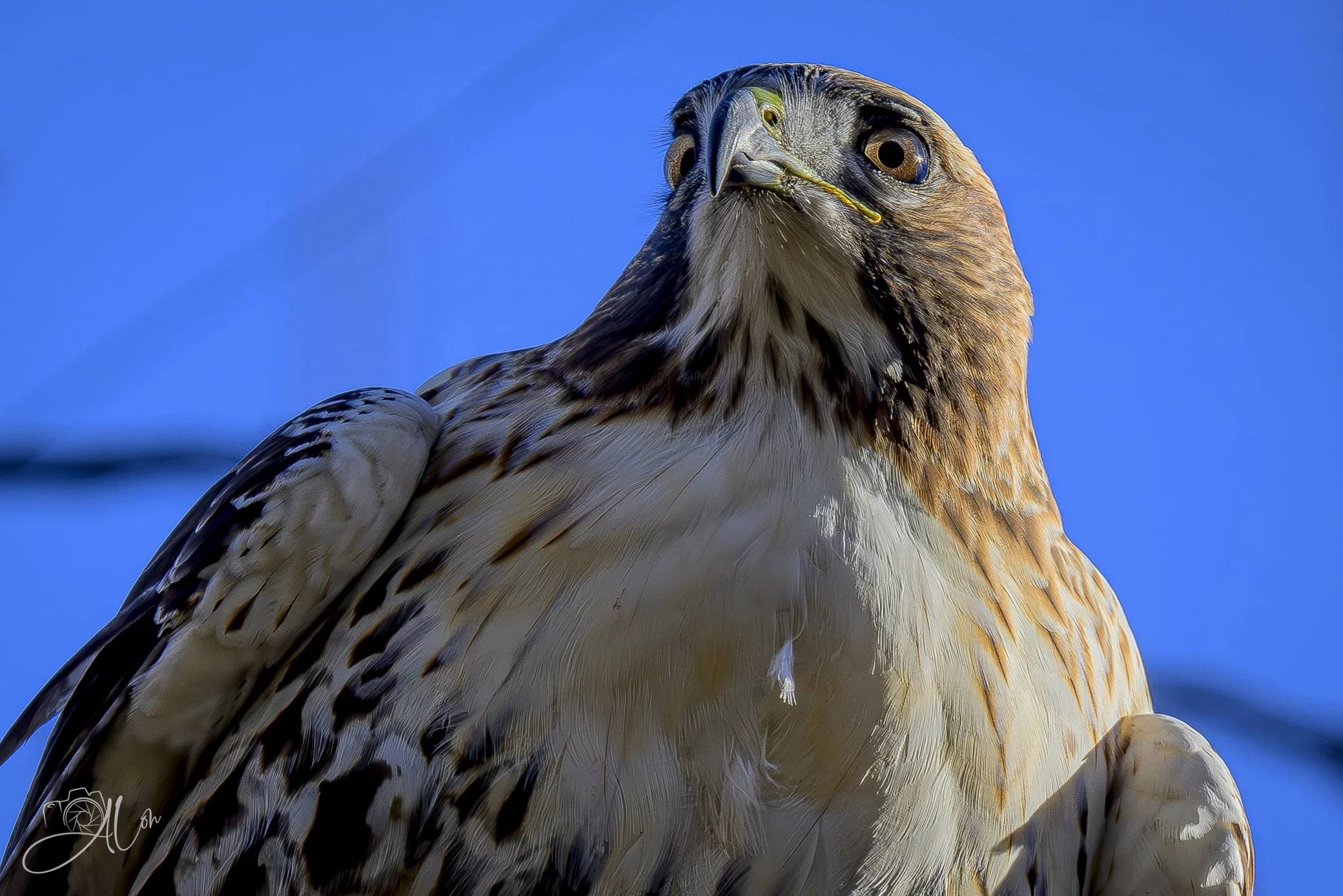 Far Away Eyes
(Red-Tailed Hawk)
0Z87466