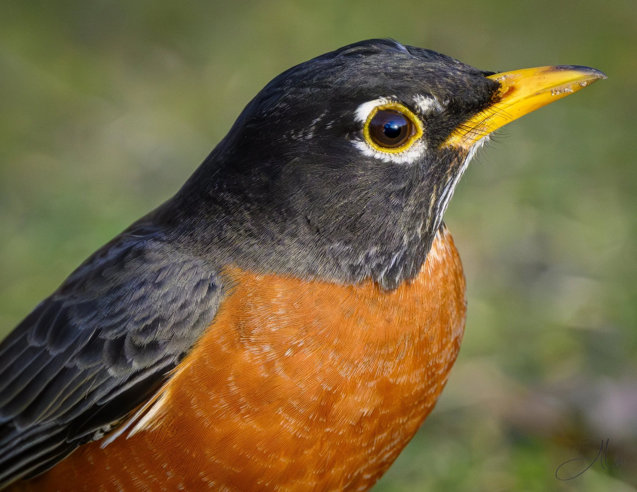 YUM!
(American Robin)
0Z87102
