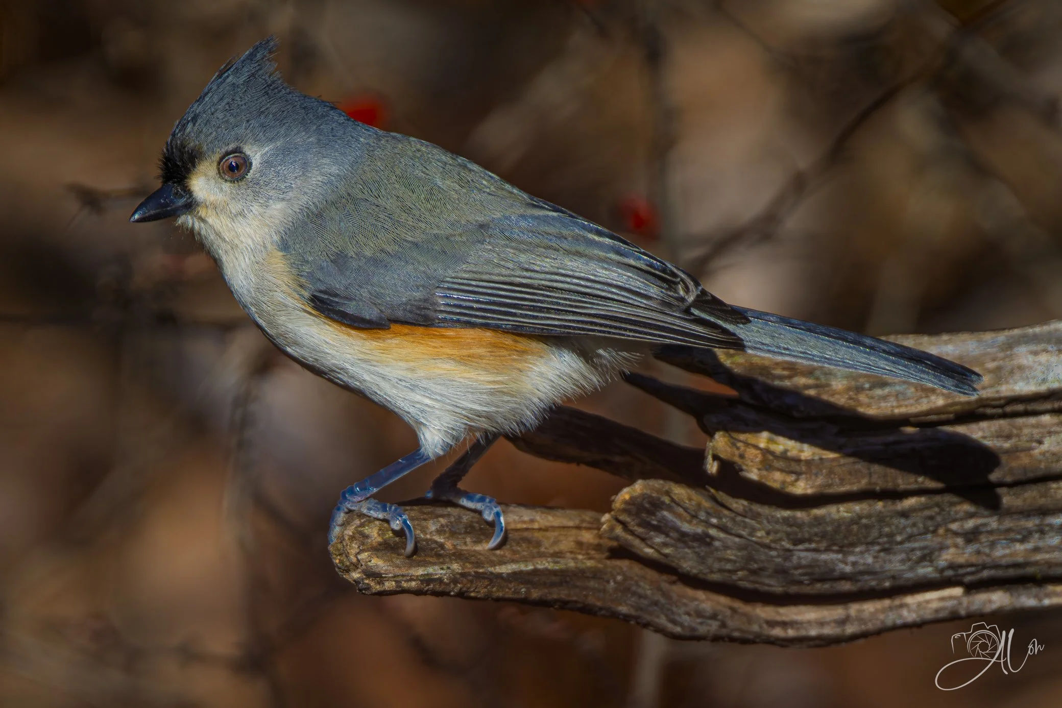 Can Barely Sit Still
(Tufted Titmouse)
0Z81970