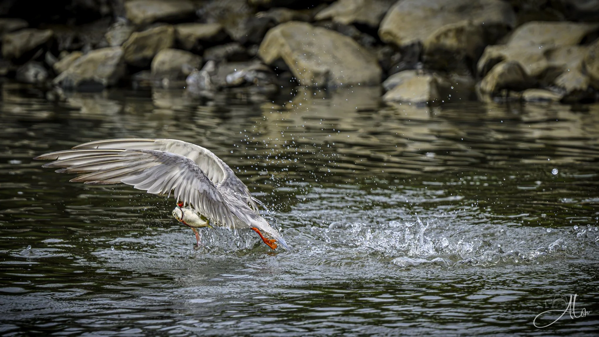 Fraction of a Second (Forster's Tern) 082026_7348