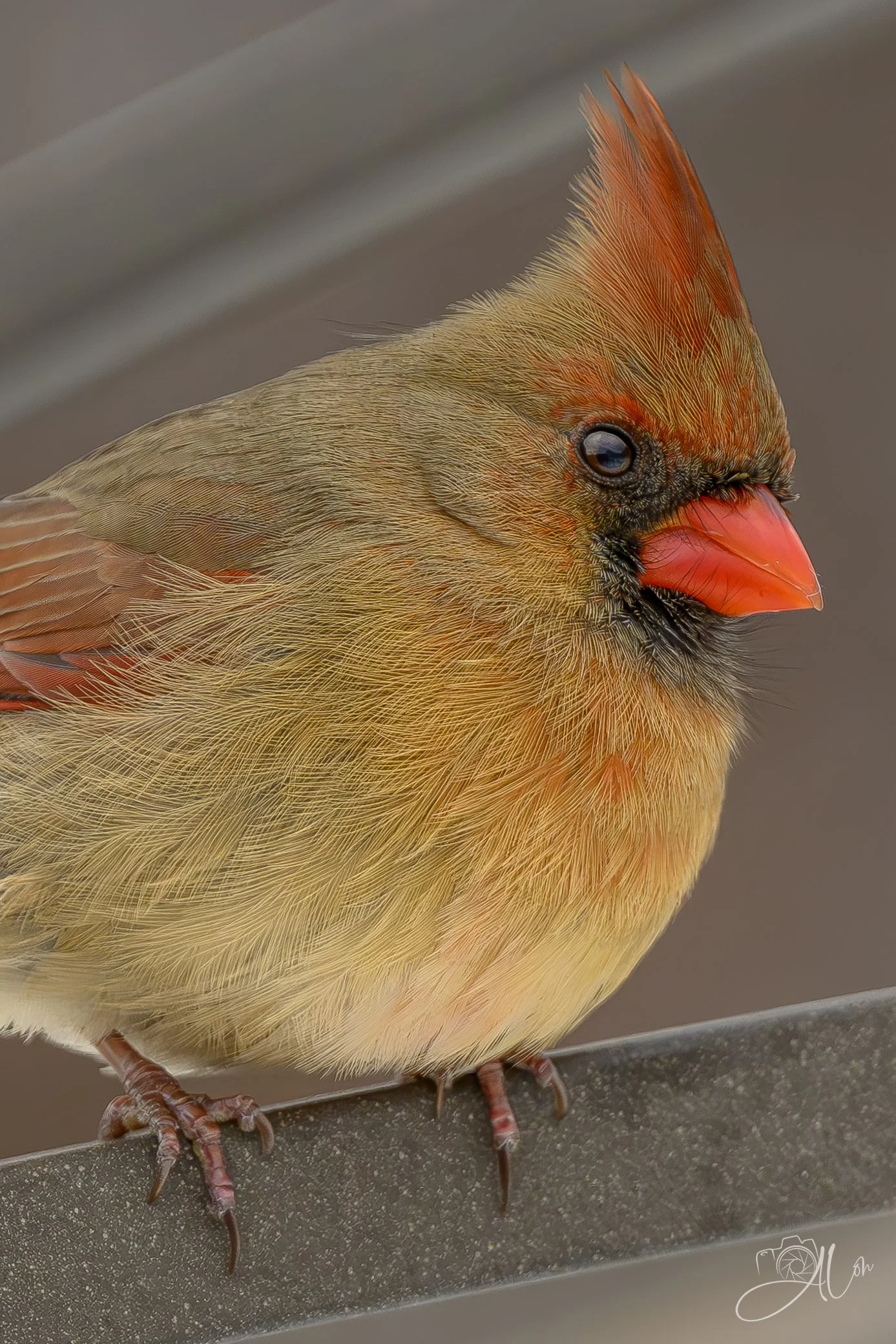 I Have Such Fine Hair
(Northern Cardinal)
0Z89226