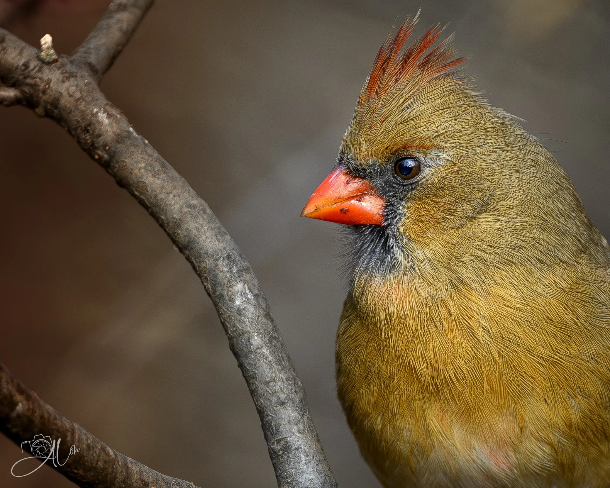 The Good Side
(Northern Cardinal)
0Z86387