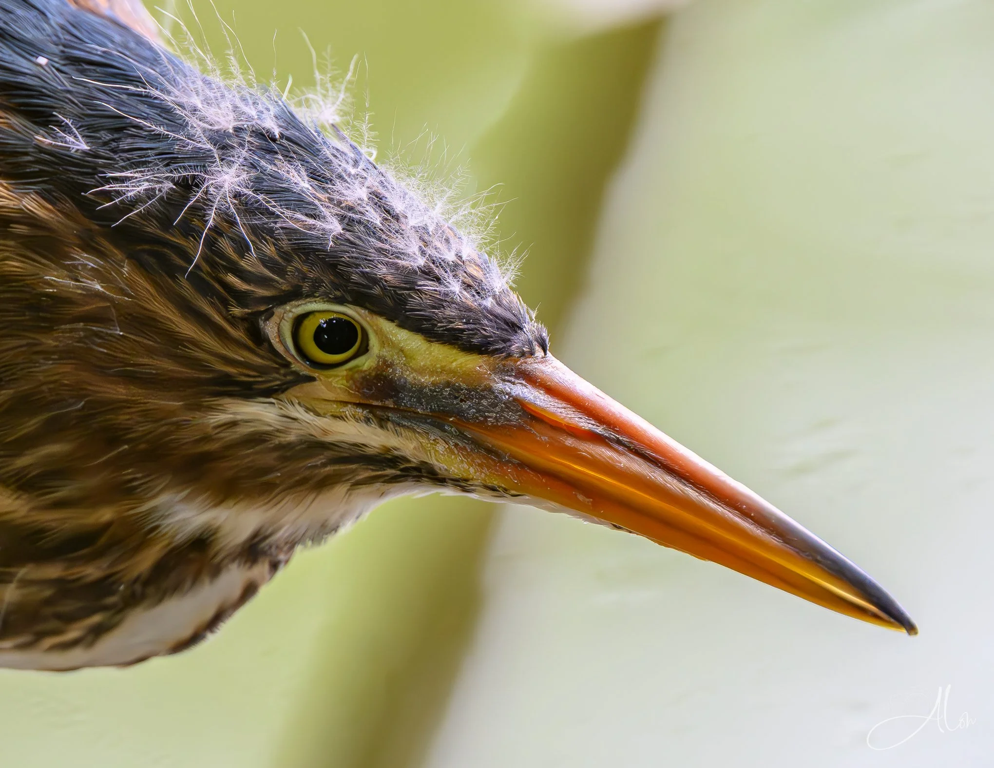Strange White Growths (Green Heron) 20260711_0174