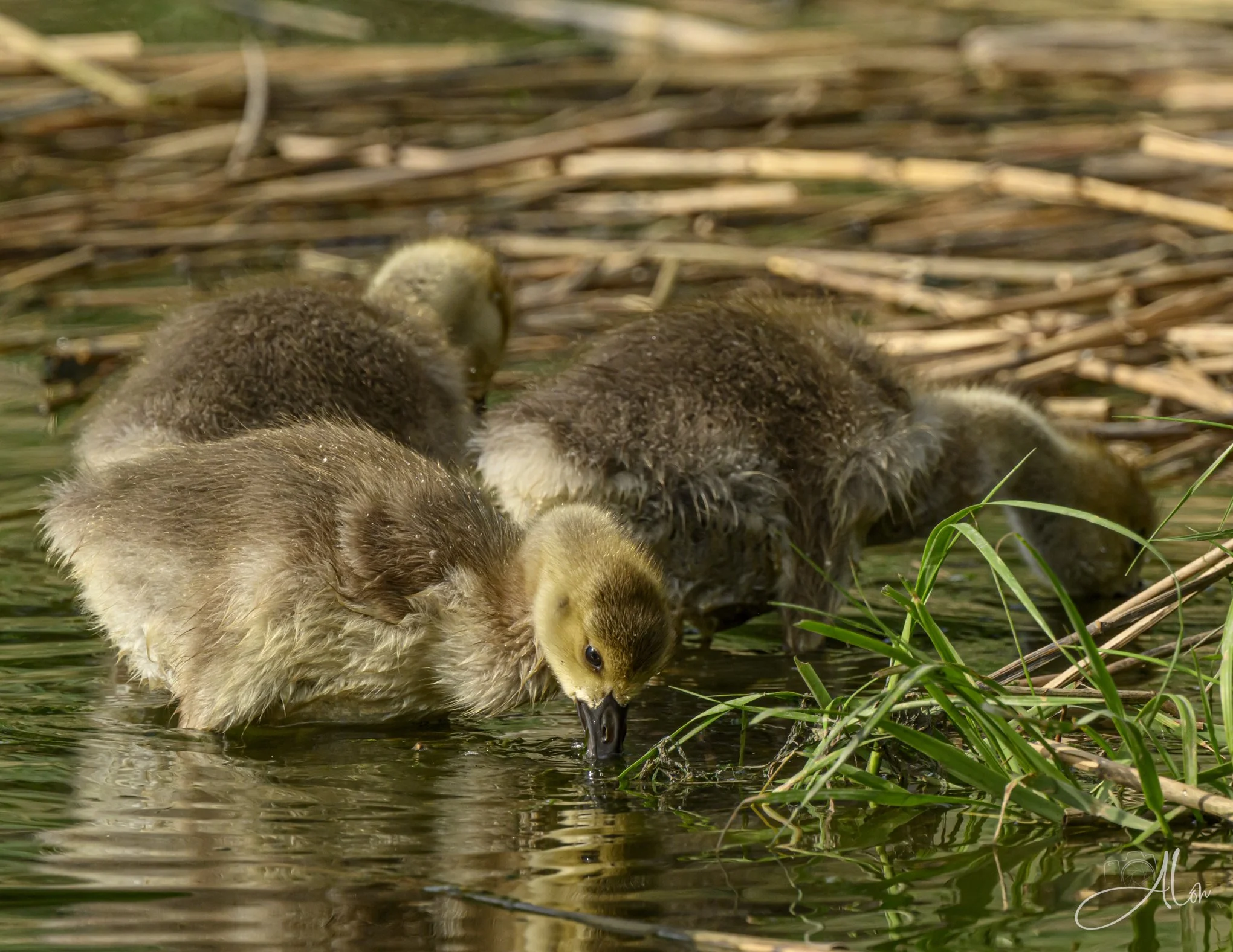 Sifting (Canada Geese) 0Z83125