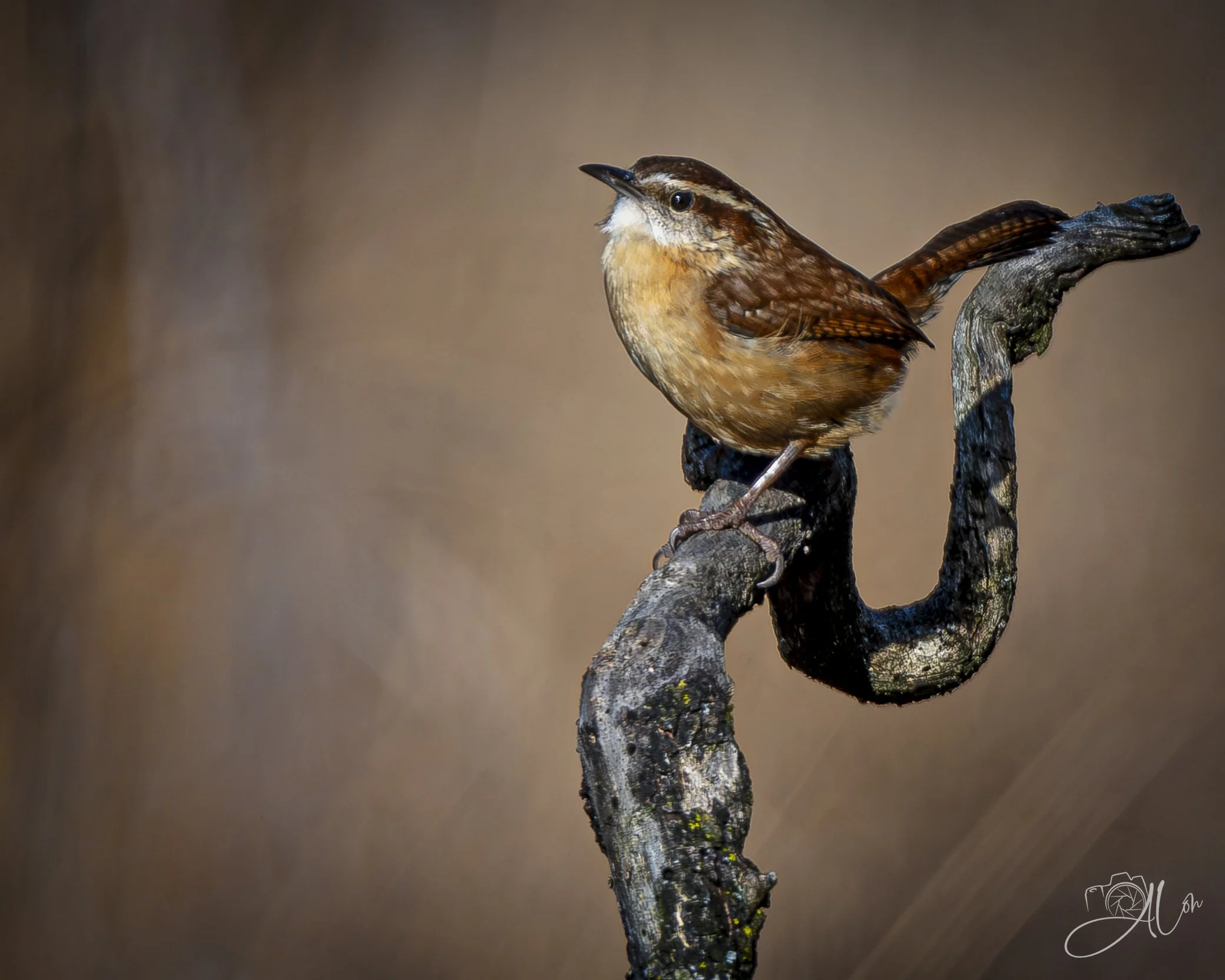 Just Go Here If You're Nervous
(Carolilna Wren)
0Z81020