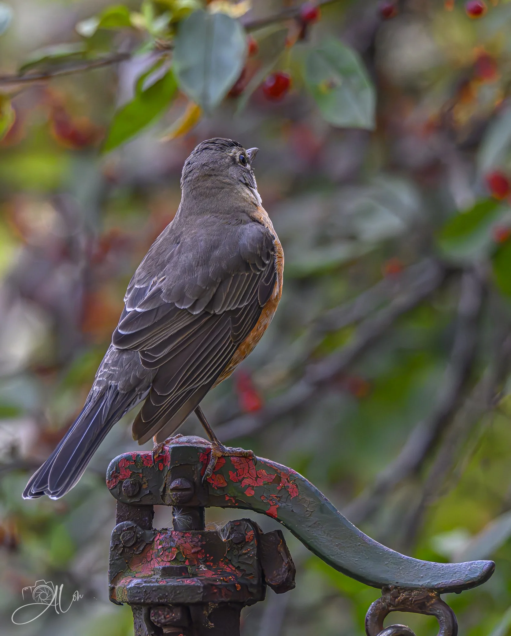 I've Got a Handle On This
(American Robin)
0Z81168