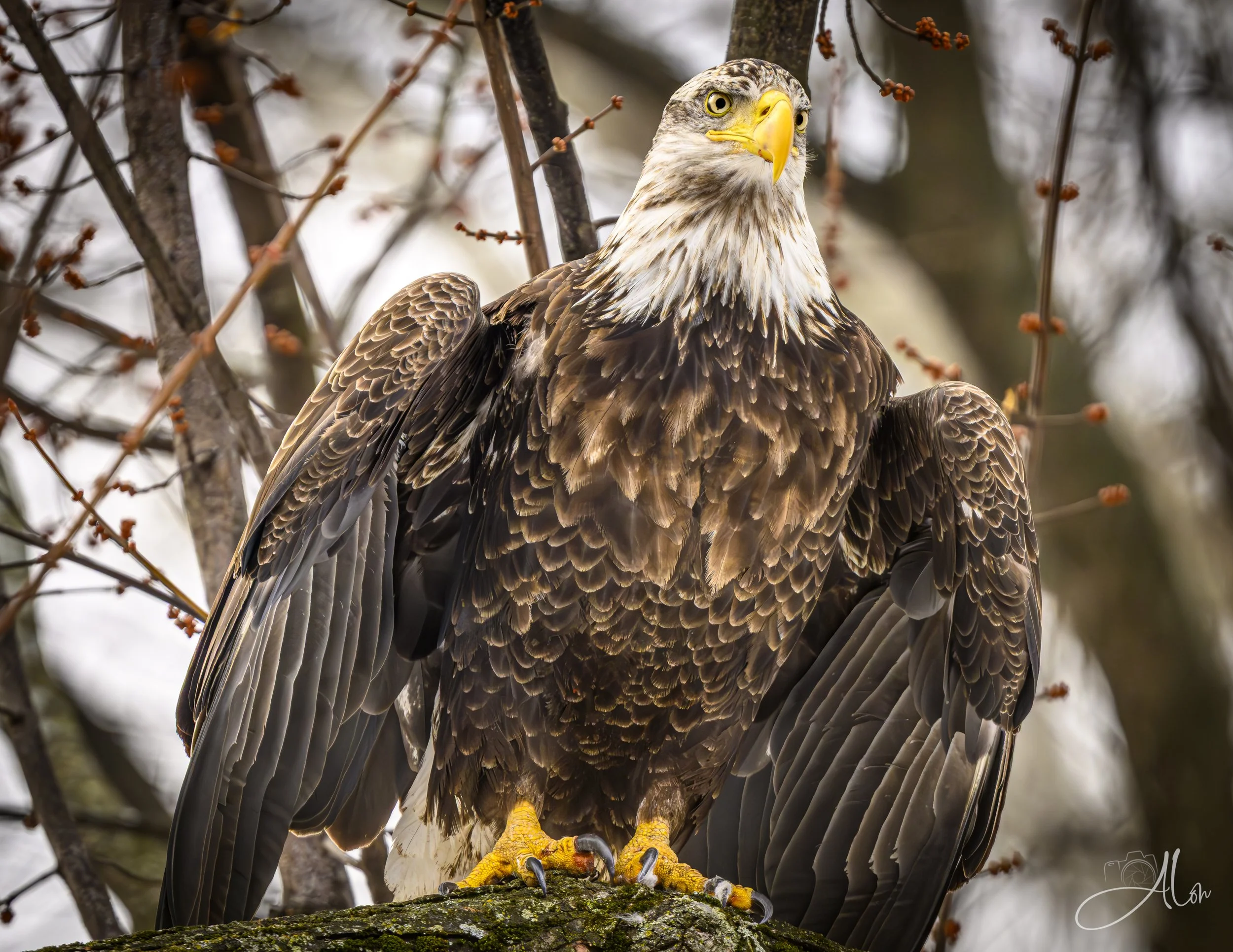 I'd Pose Like That for a Quarter! (Bald Eagle) 0Z88895