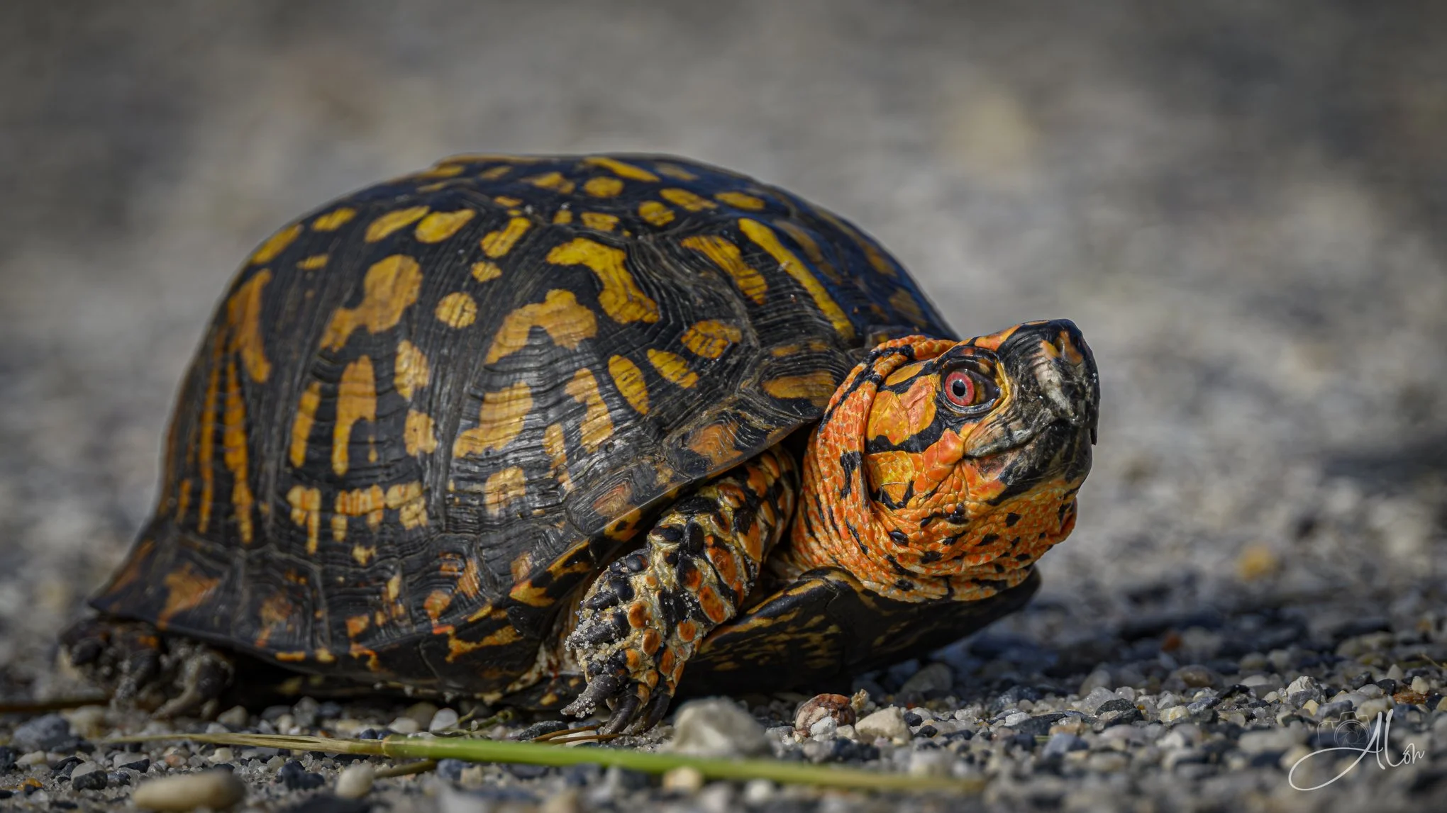 Speed Bump (Woodland Box Turtle) 082126_8904