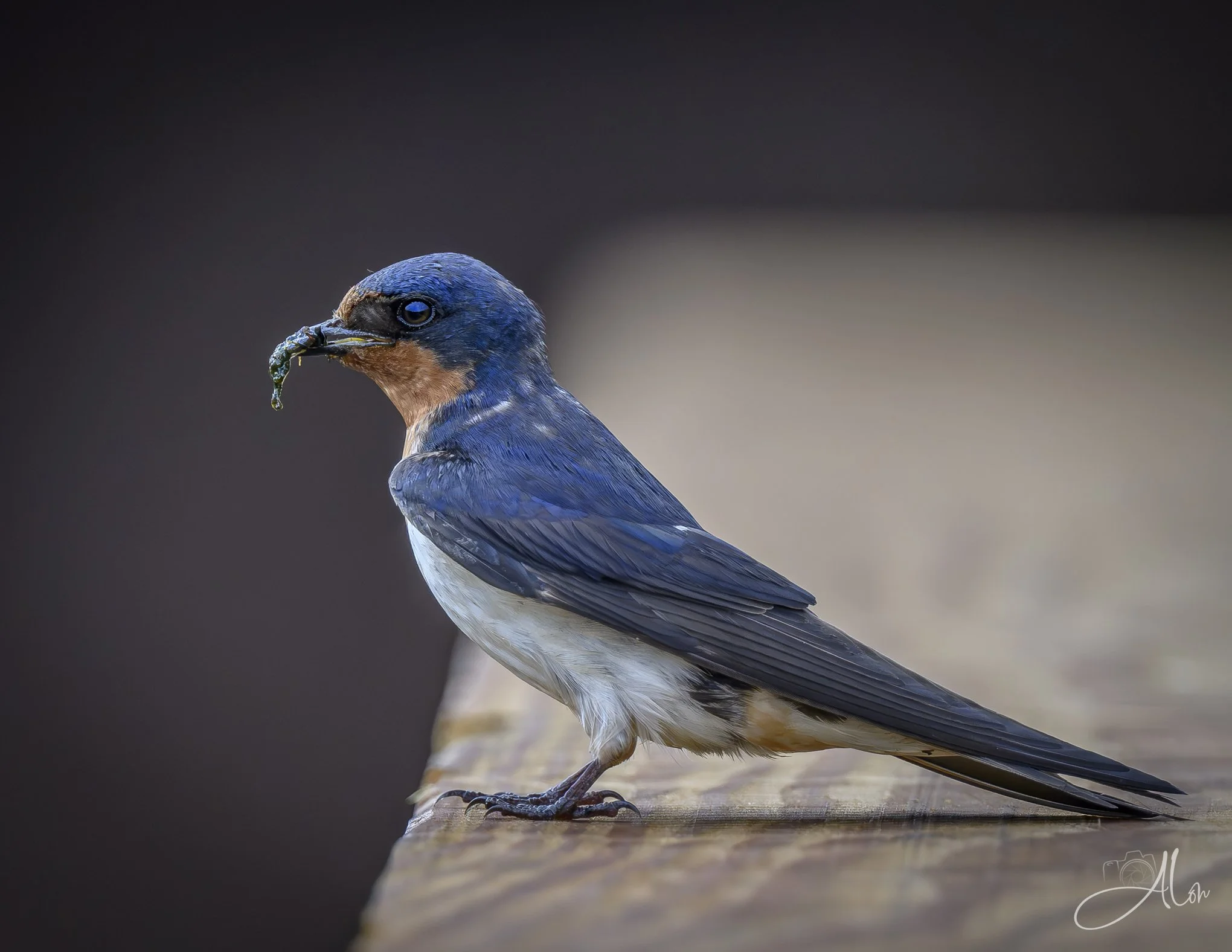 Radioactive (Barn Swallow) Z8070526_0736