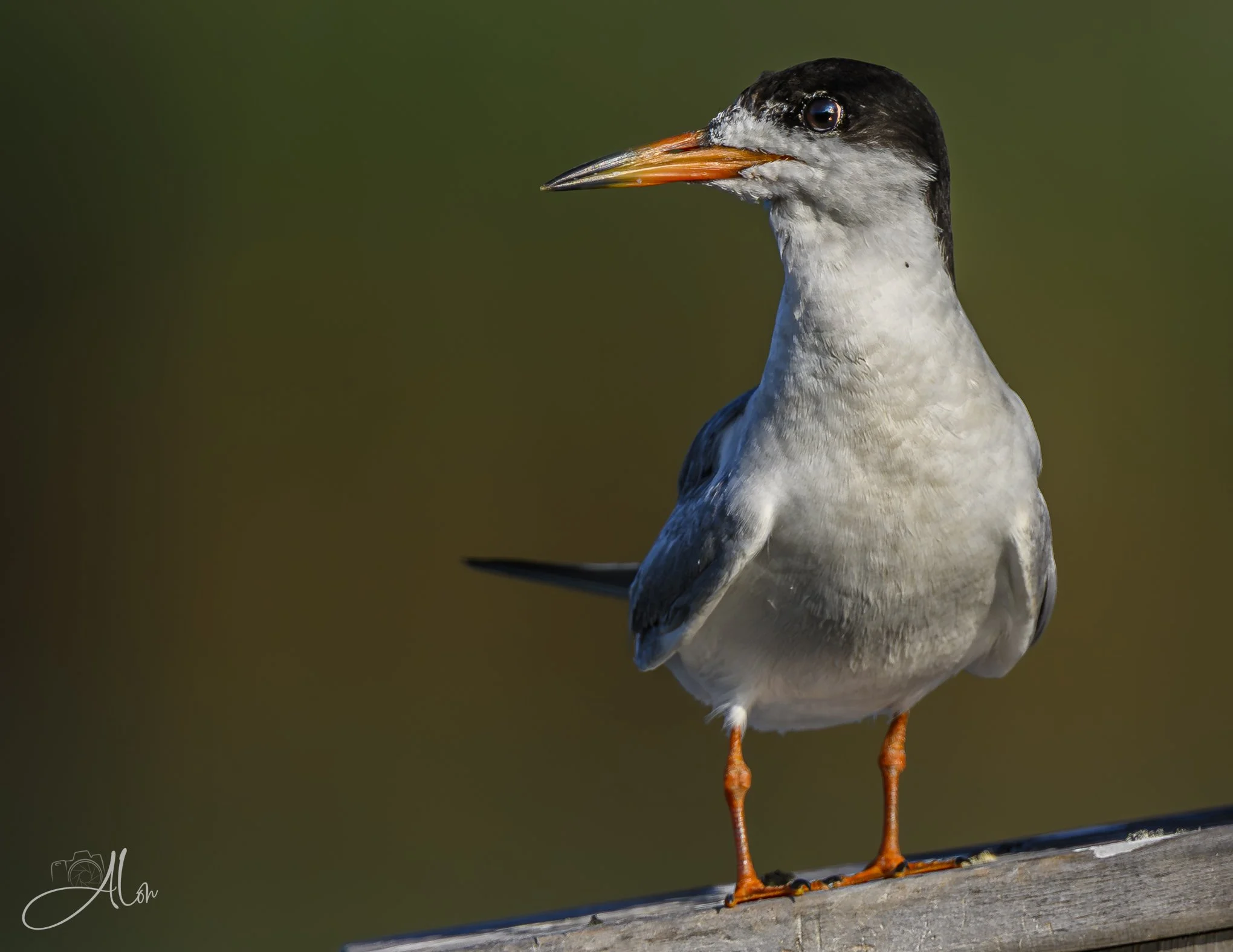 Staunch Opponent (Forster's Tern) 20260723_0029
