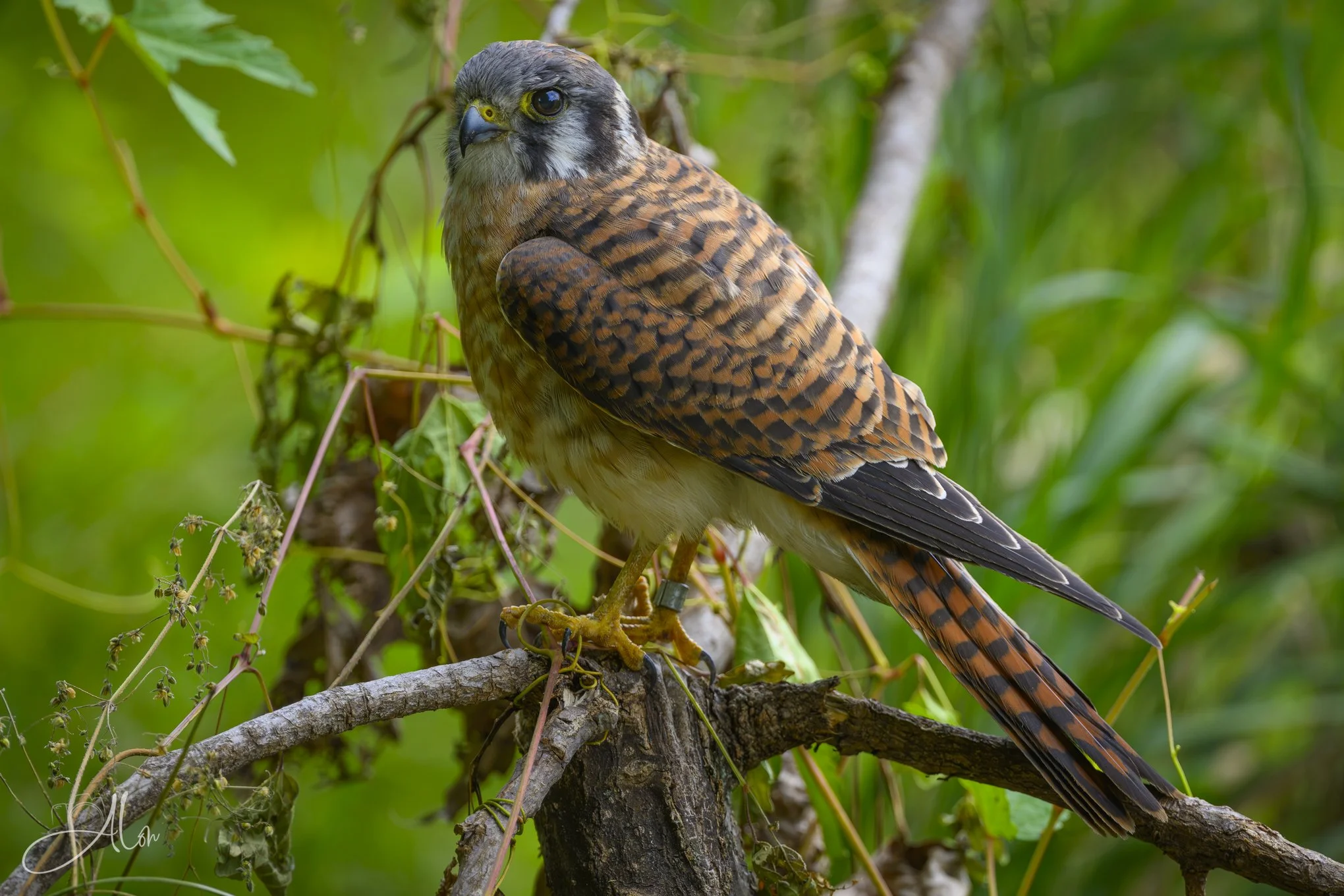 Still Learning (American Kestrel) 081226_0064