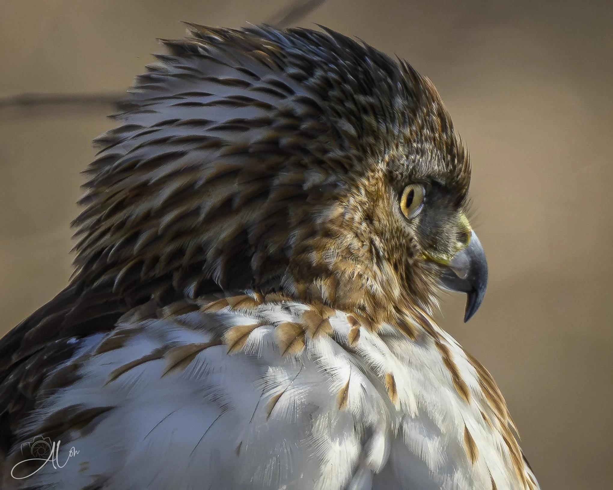 Aqueous
(Red-Tailed Hawk)
0Z89073