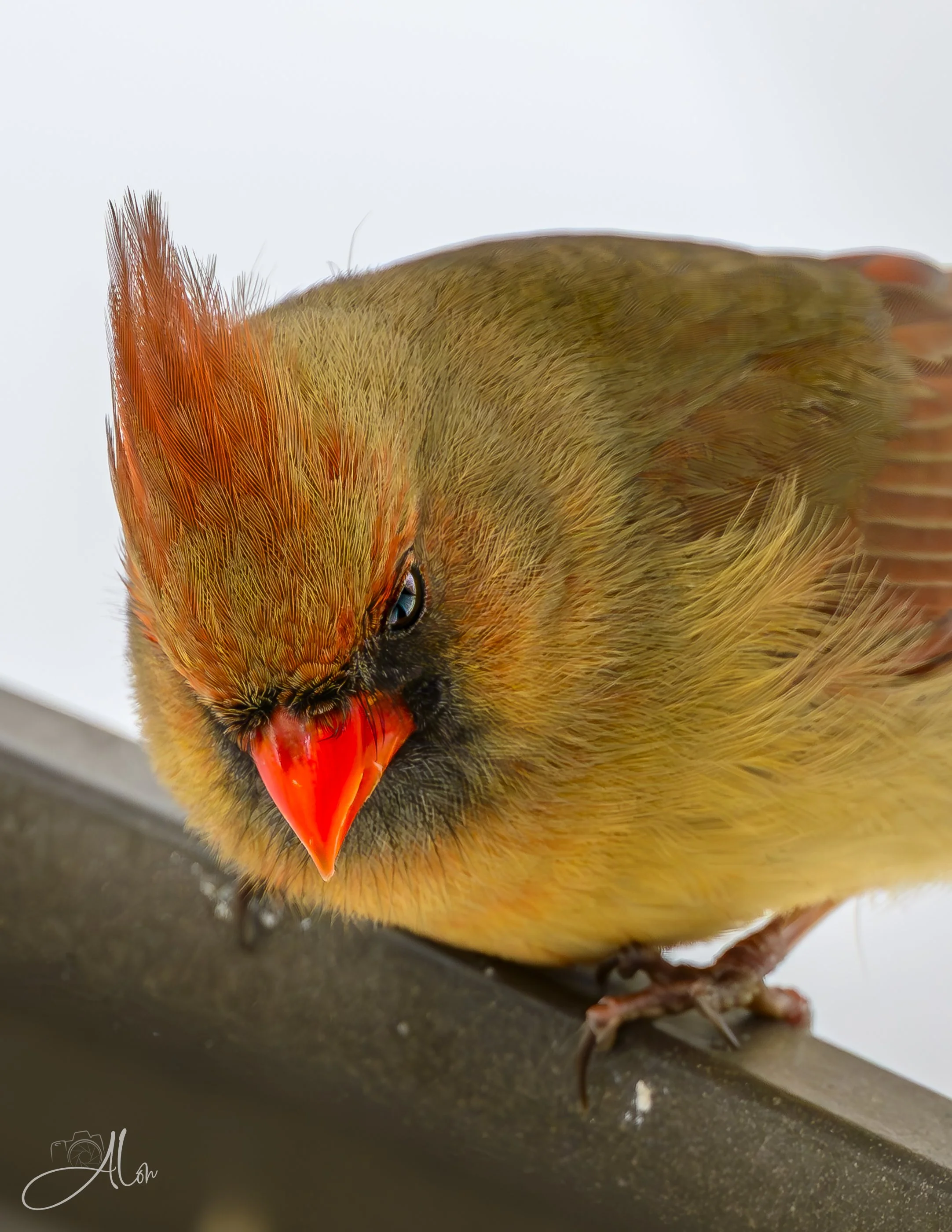 Sitting In Judgment (Northern Cardinal) 0Z89053