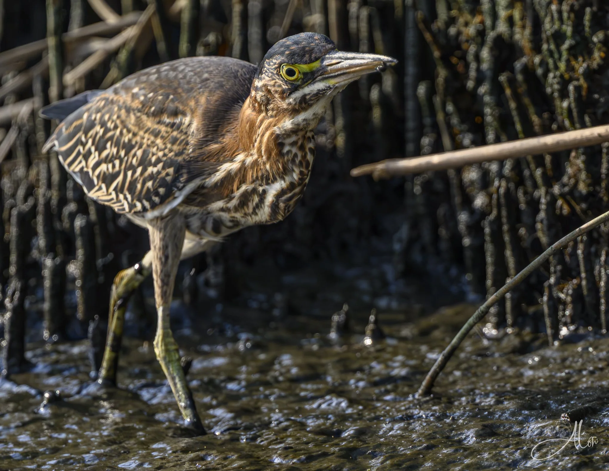 Patrolling the Phrags (Green Heron) 082826_4690