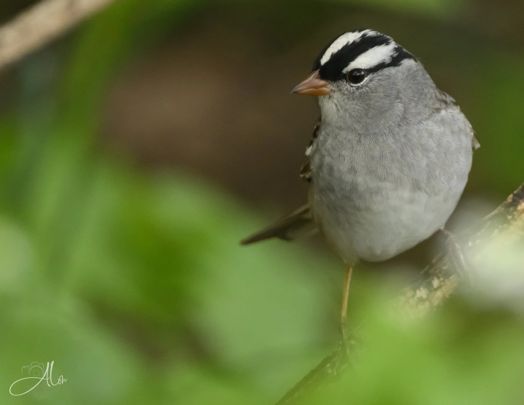 (White -Crowned Sparrow)
0Z81094