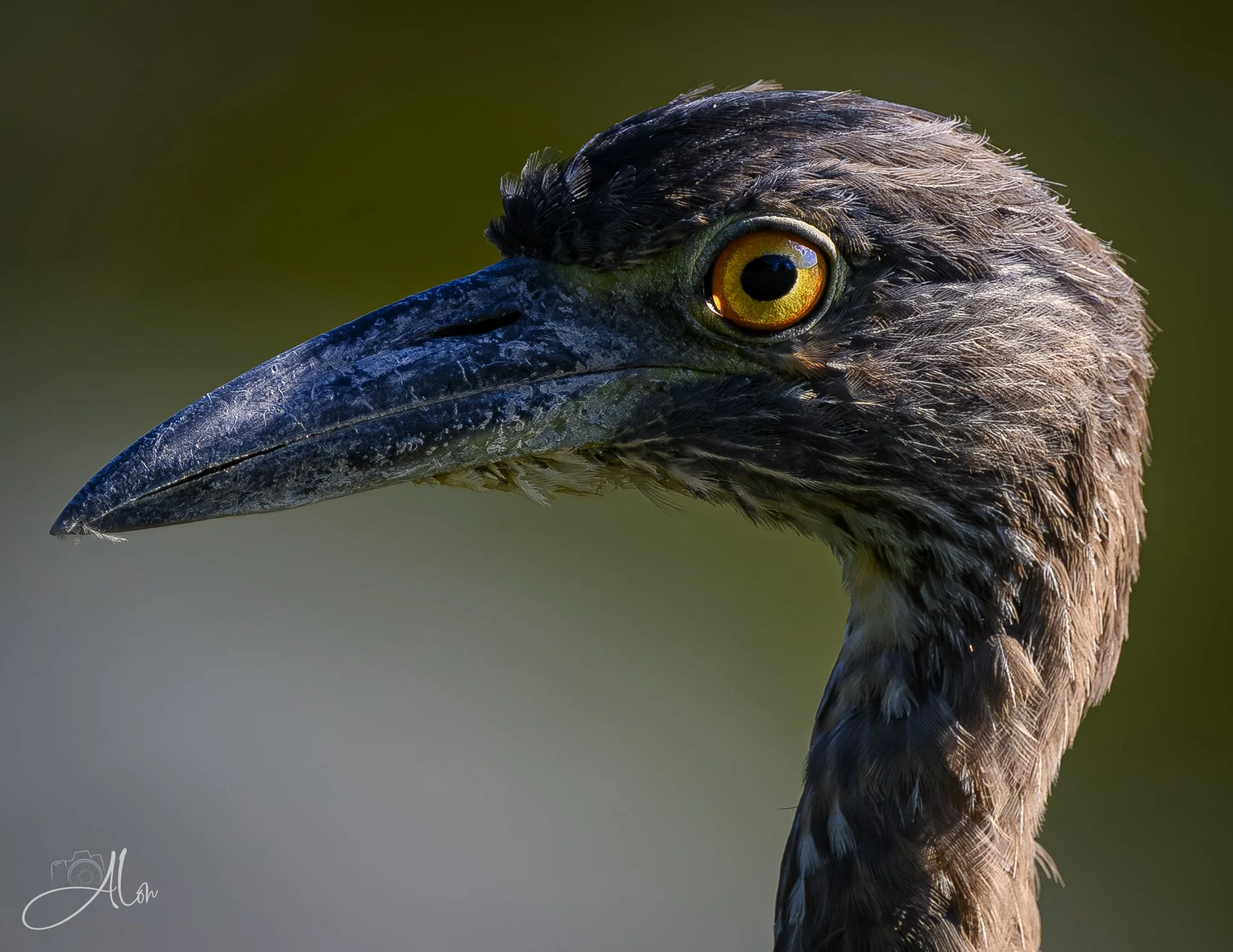Eyes On Fire (Yellow-Crowned Night Heron) Z8070826_3568
