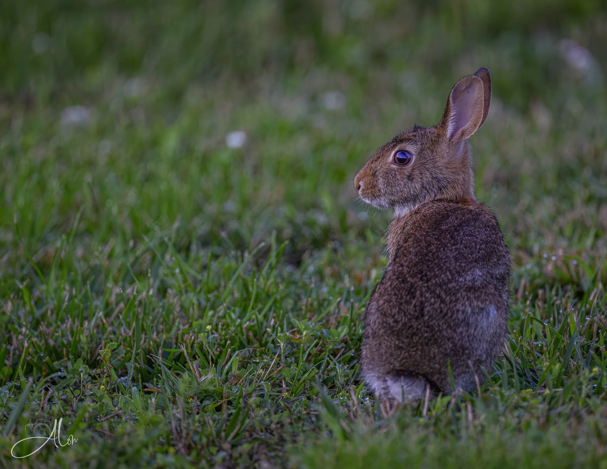 Ticked Off Bunny (Cottontail Rabbit) Z8070826_2834