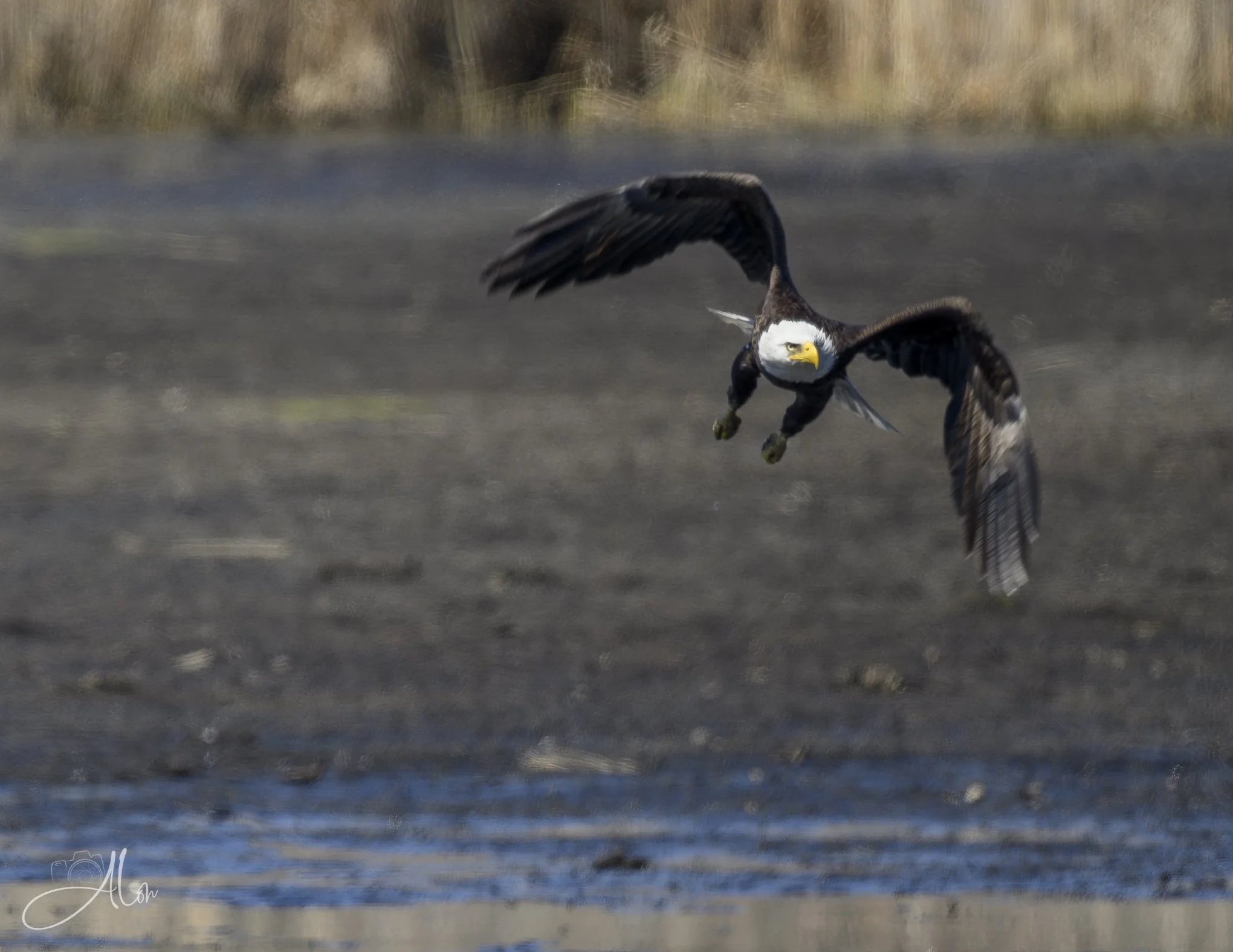 The Letter "M"
(Bald Eagle)
0Z83090