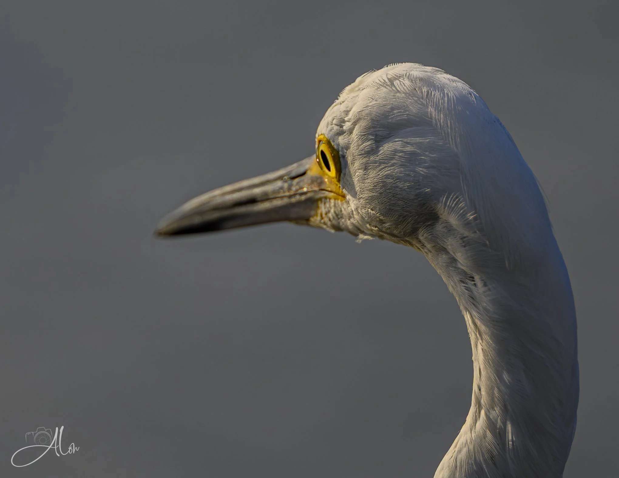 White to Grey (Snowy Egret) 082826_3742