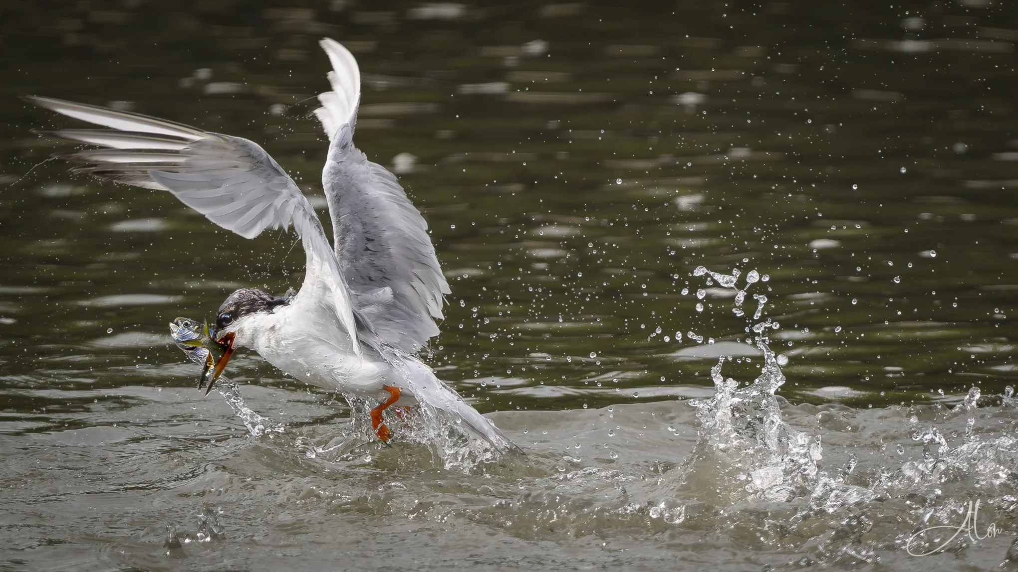 Successful Disturbance (Forster's Tern) 082026_7518