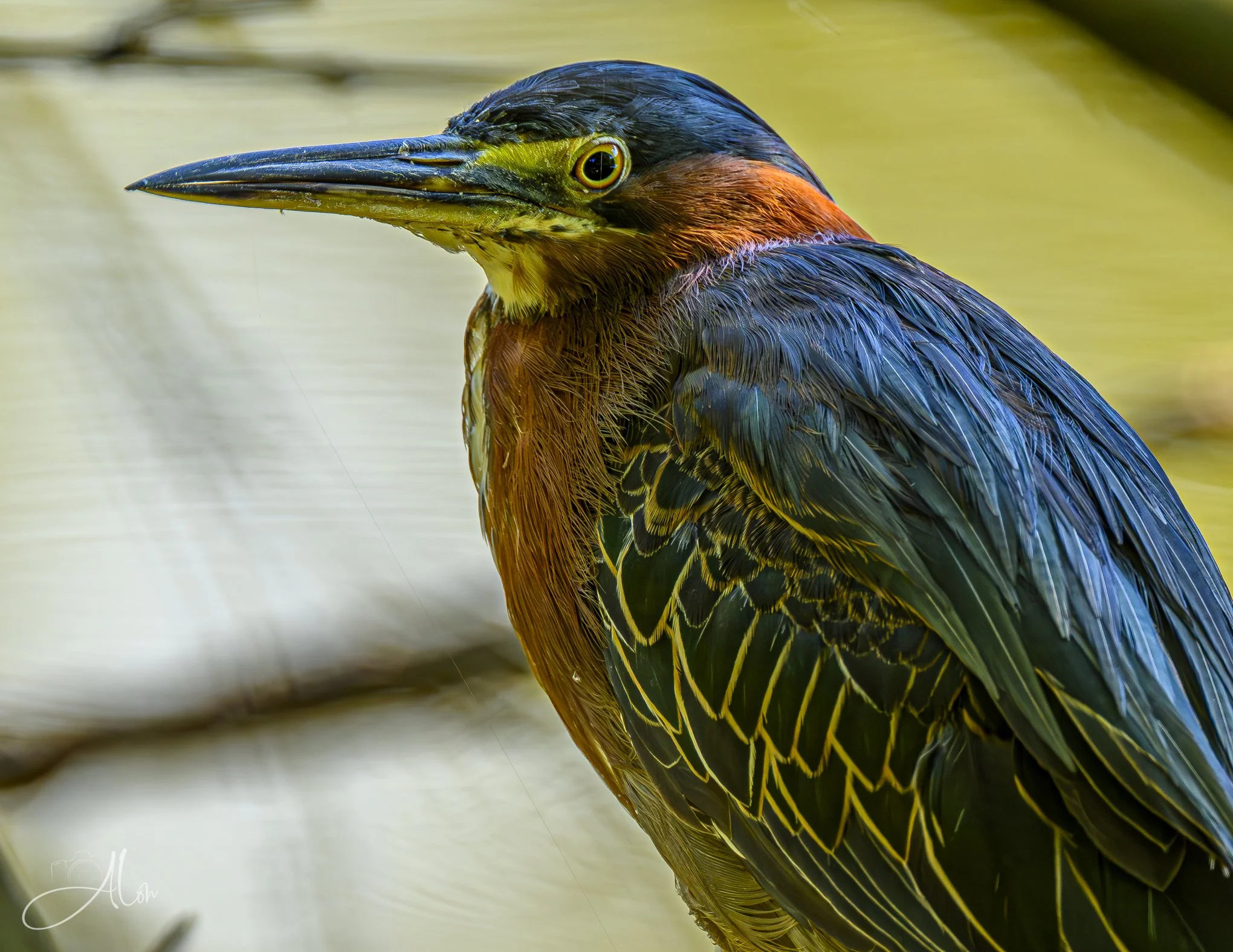 Meet the Parents (Green Heron) _0Z80552