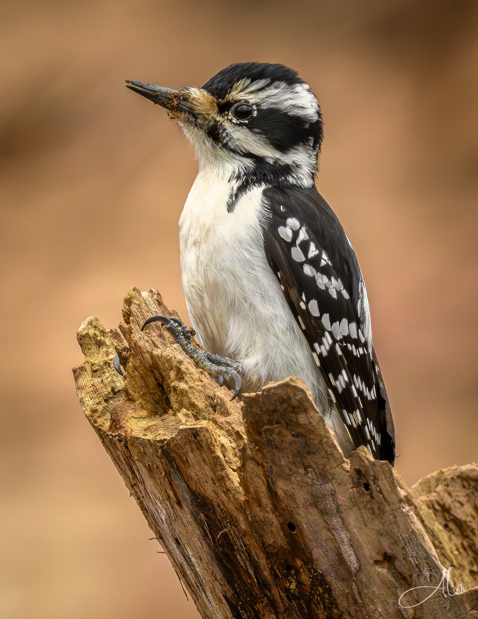 Feeling Crummy
(Hairy Woodpecker)
0Z86474