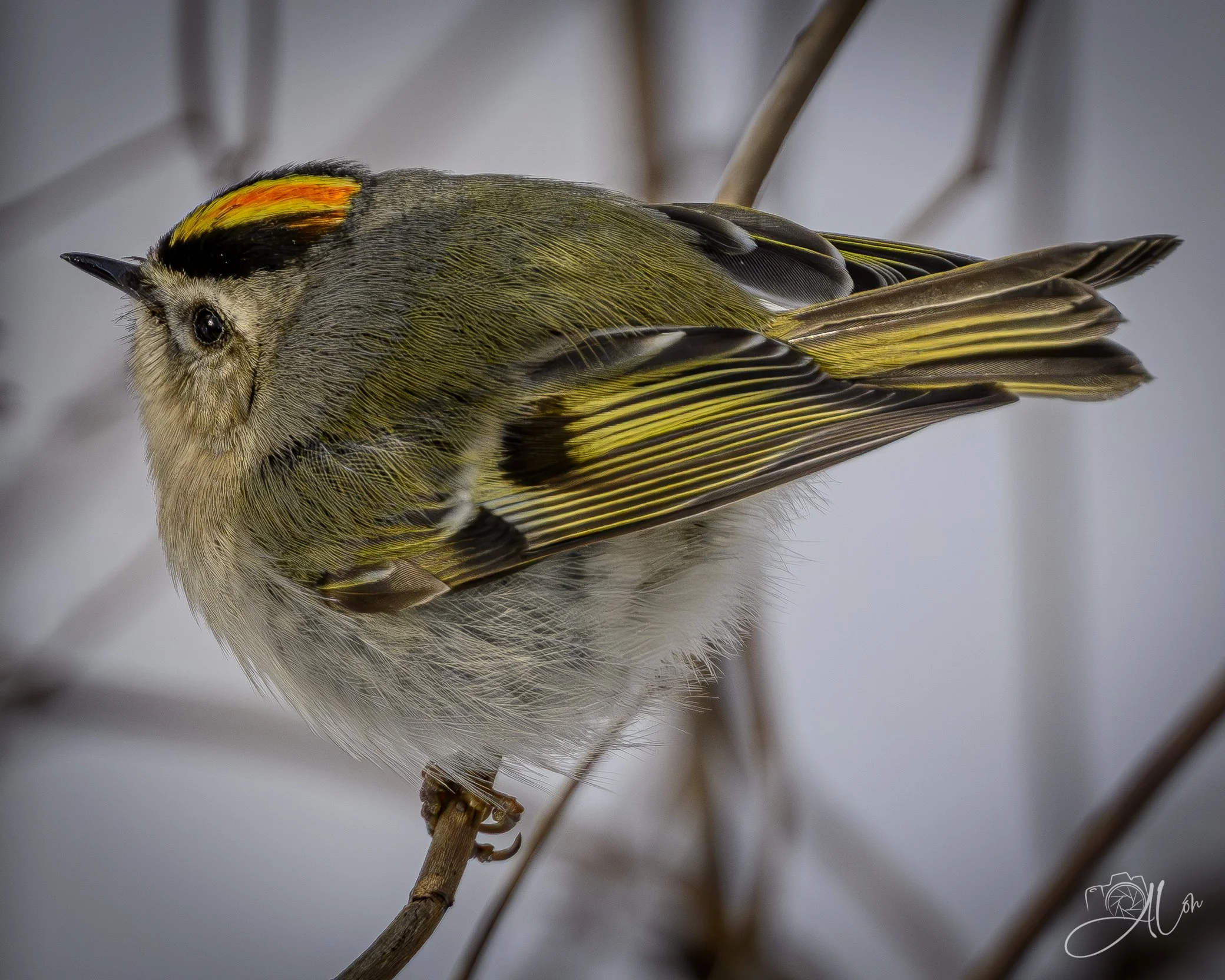 Catch Me If You Can
(Orange-Crowned Kinglet)
0Z84023