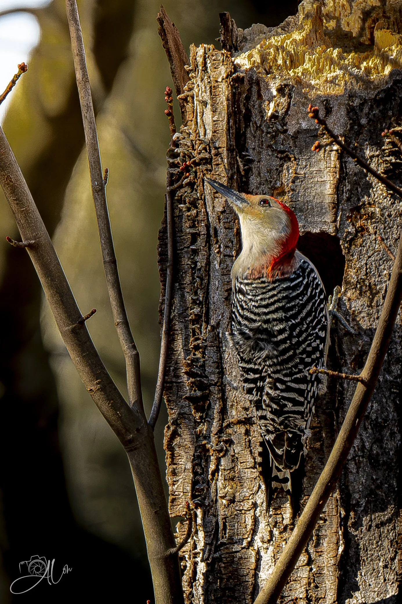 Obvious Wall Art
(Red-Bellied Woodpecker)
0Z87830