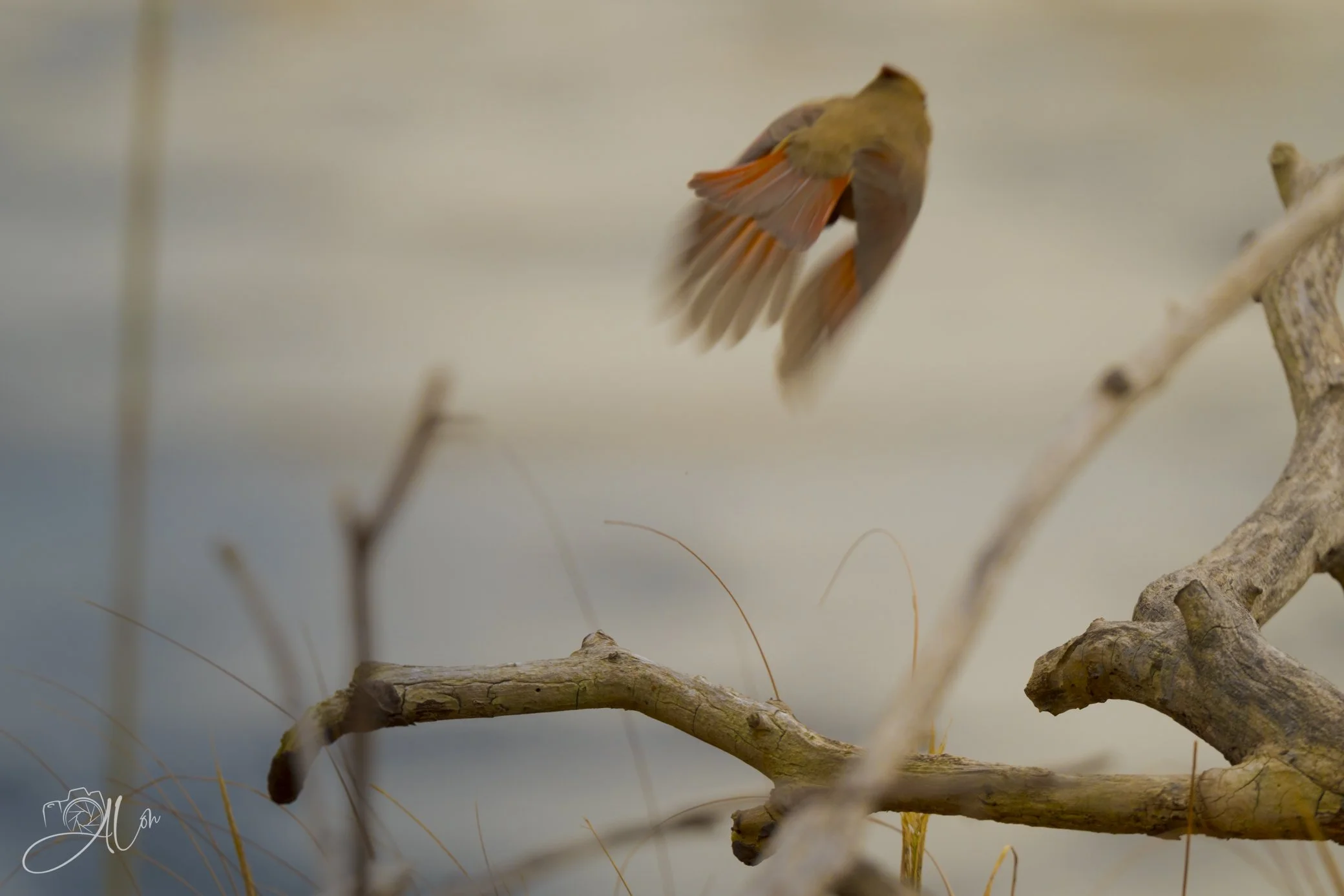 Into the Sunset
(Northern Cardinal)
0Z85615