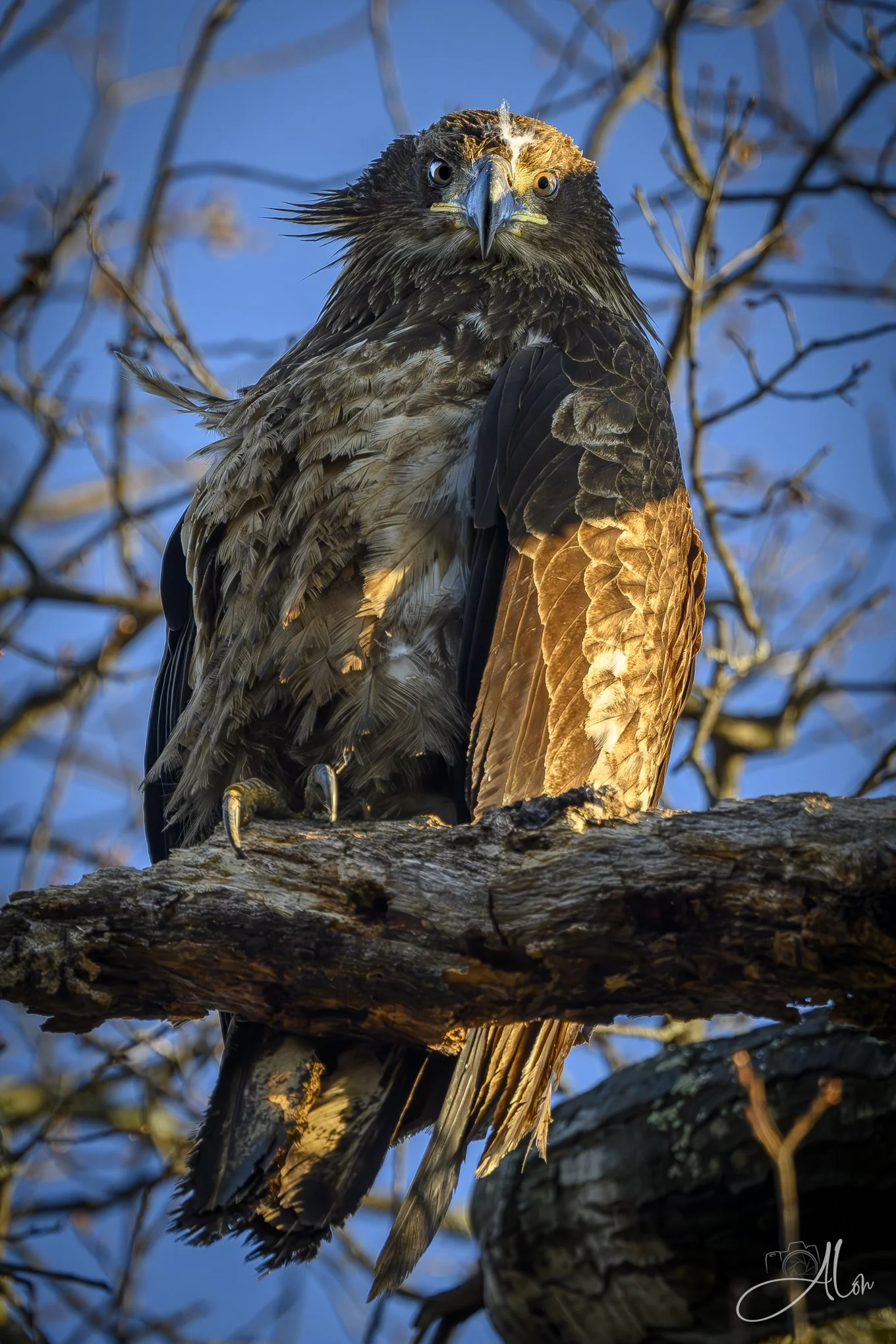 Inigo Montoya
(Bald Eagle)
0Z84341