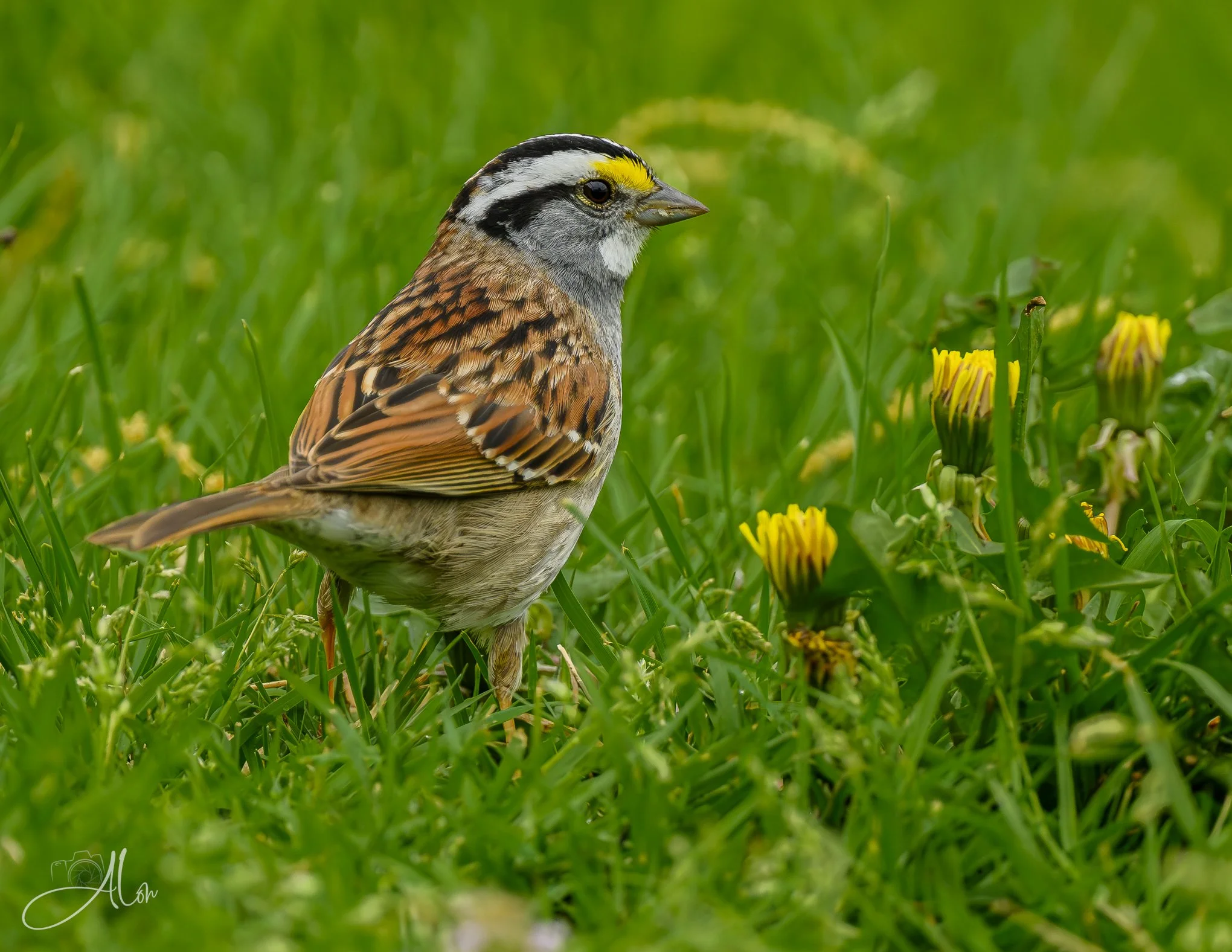 Kindred Spirits
(White-Throated Sparrow)
0Z89675
