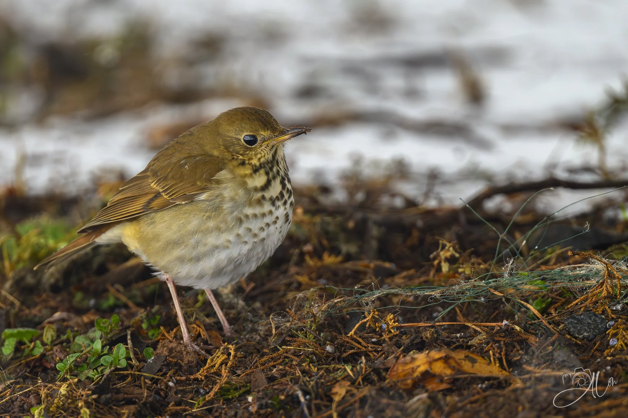 Threading The Needles
(Hermit Thrush)
0Z84700