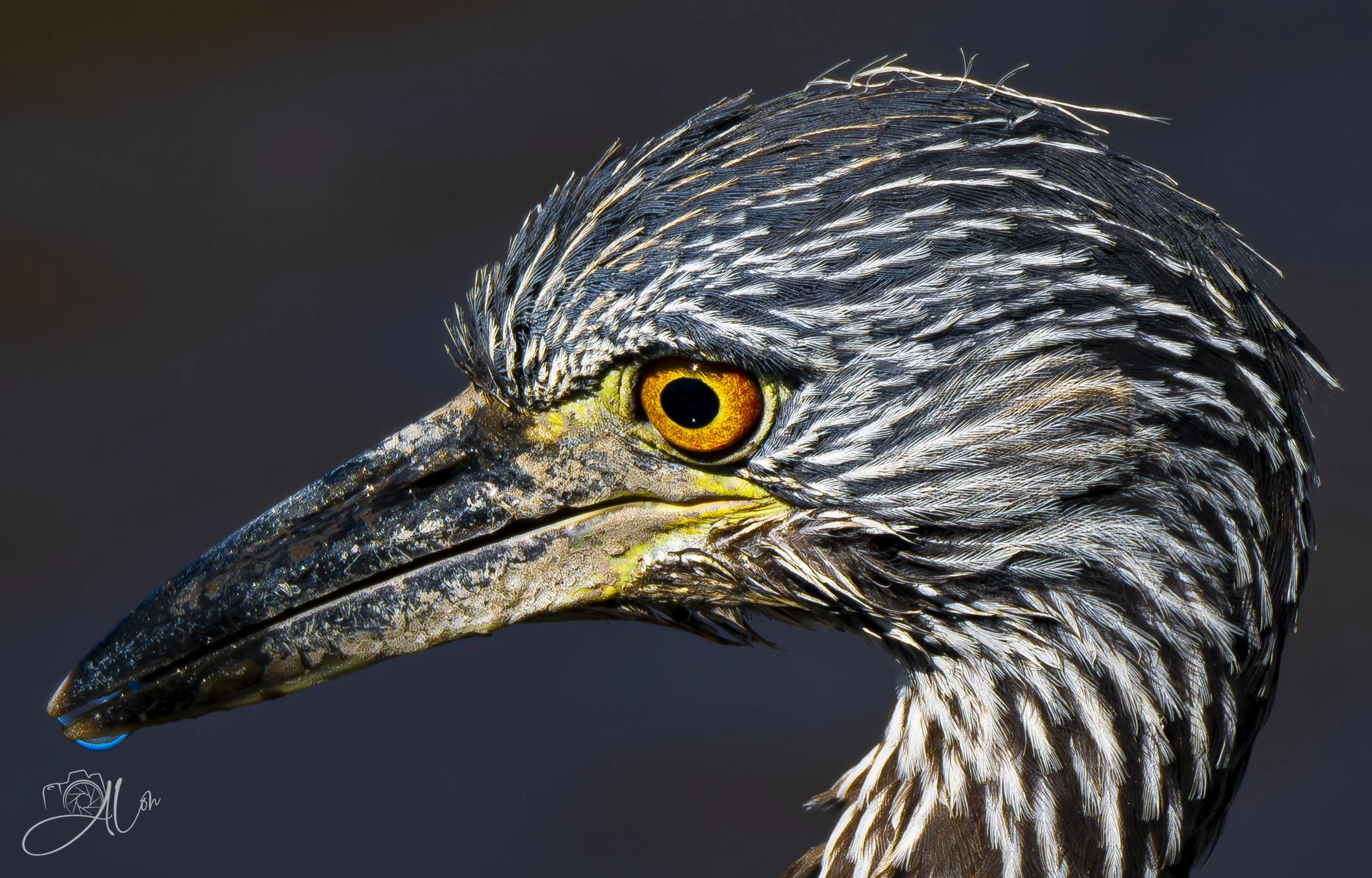Demure
(Yellow-Crowned Night Heron)
0Z85248