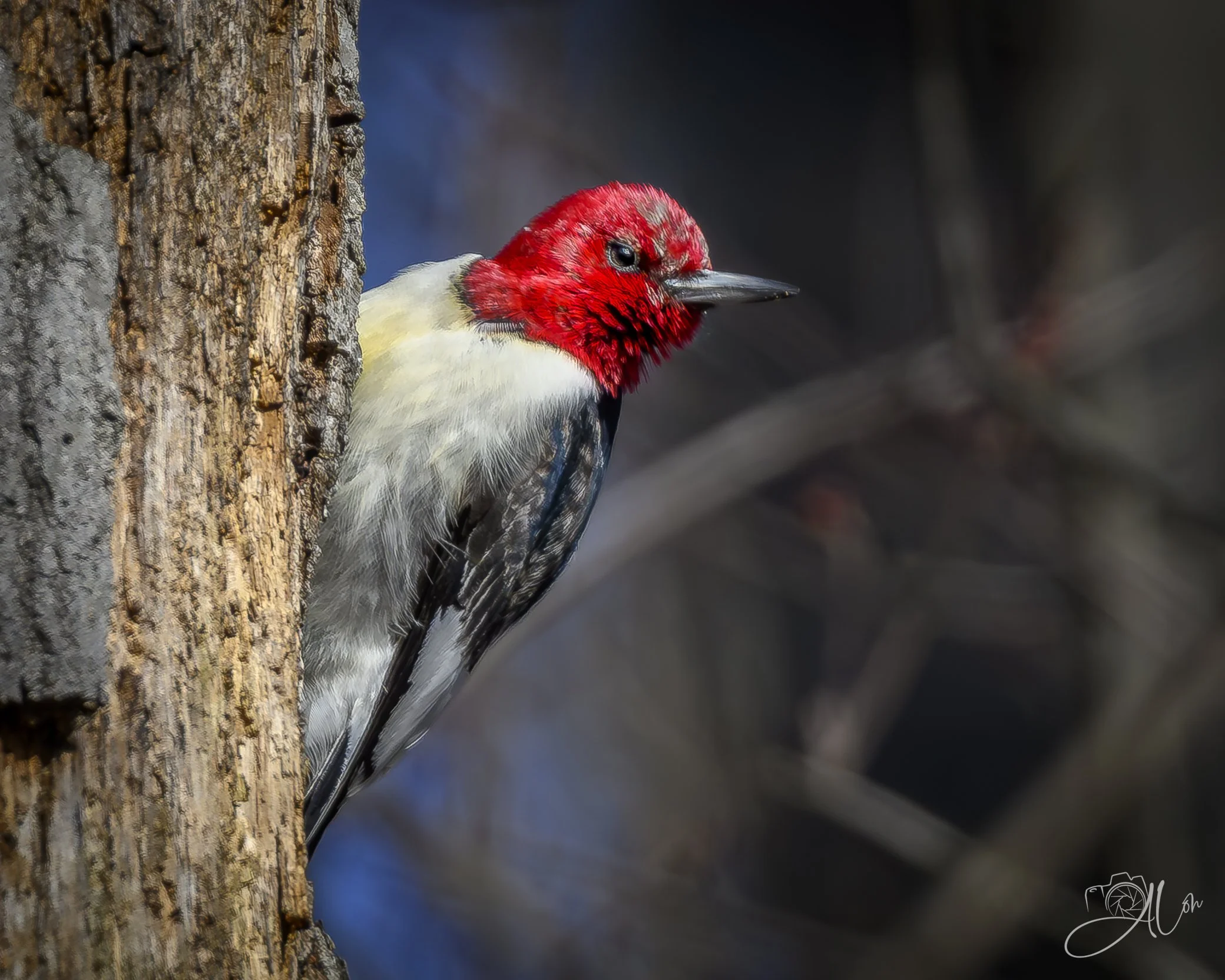 That Feeling You Get
(Red-Headed Woodpecker)
0Z86665
