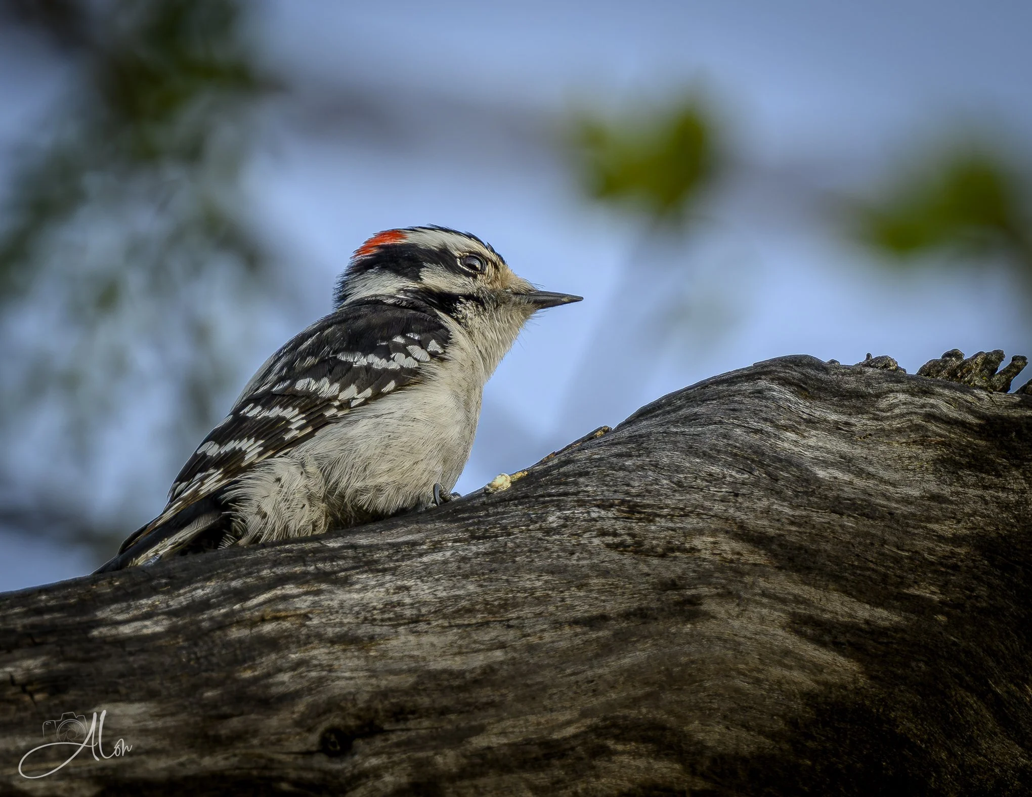 Nicely Nestled
(Downy Woodpecker)
0Z85480